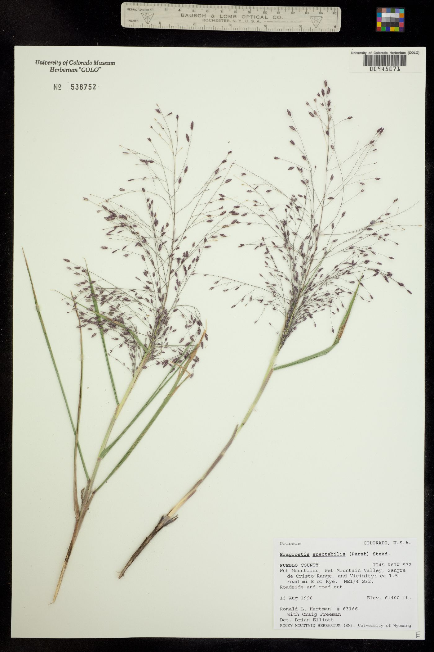 Eragrostis spectabilis image