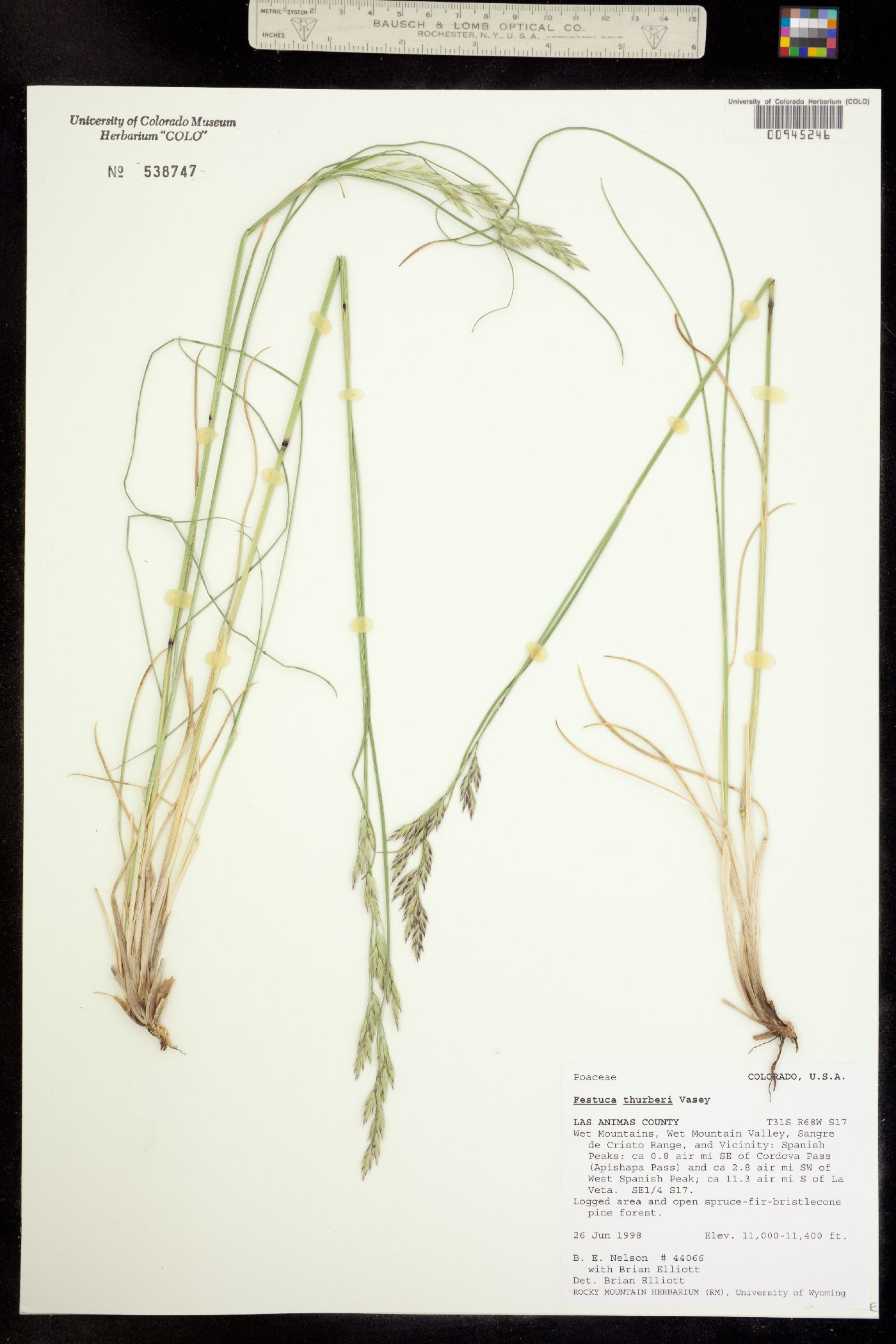 Festuca thurberi image