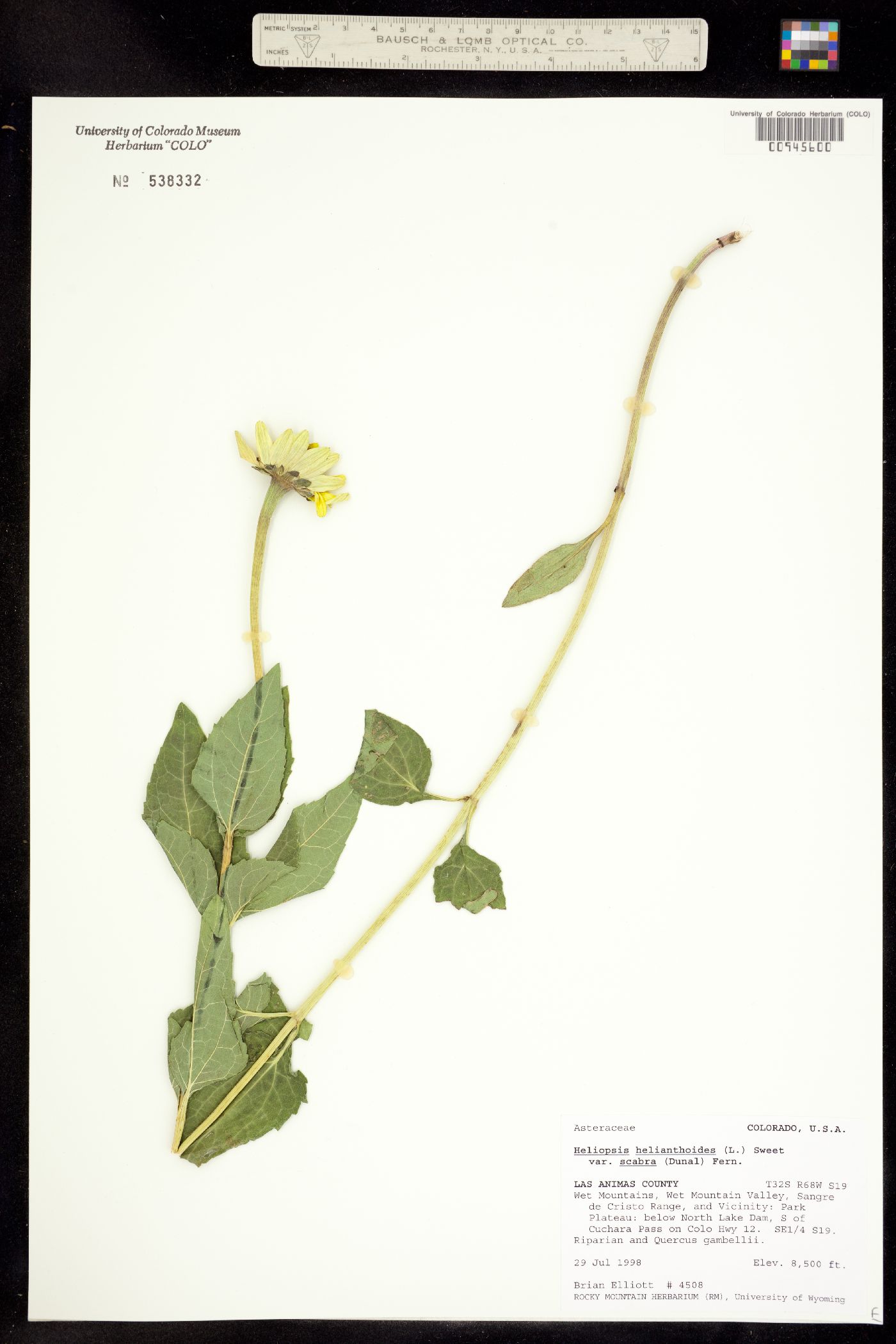 Heliopsis helianthoides var. scabra image