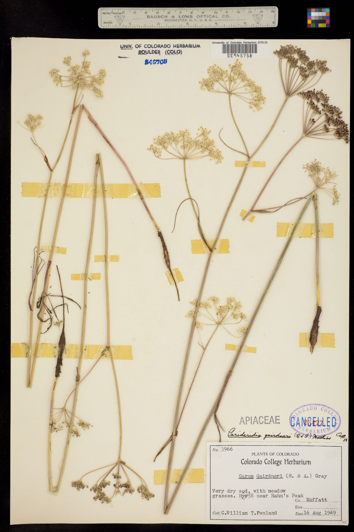 Perideridia gairdneri ssp. borealis image