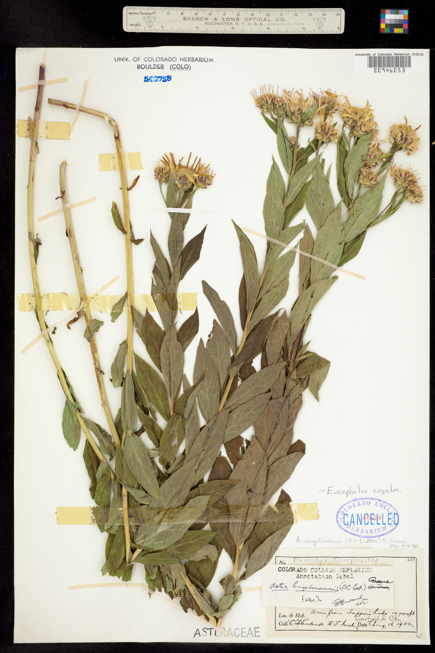 Eucephalus engelmannii image