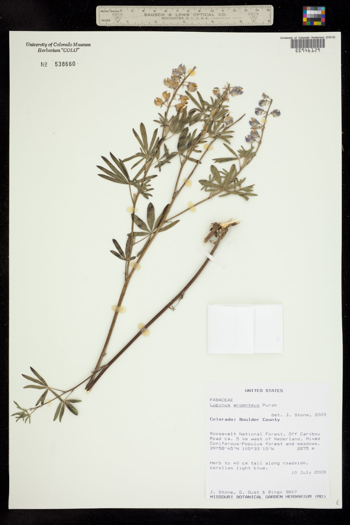 Lupinus argenteus image