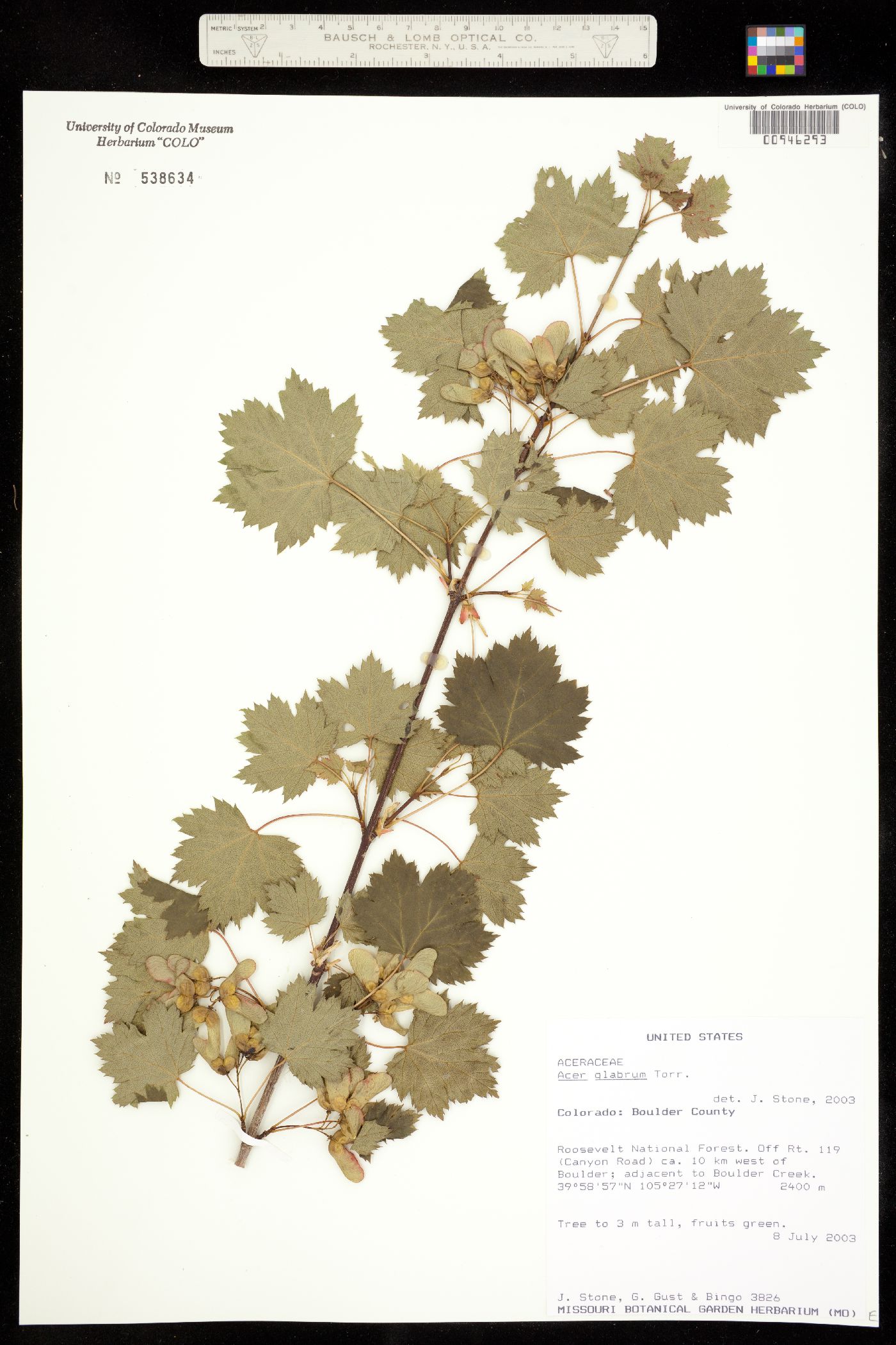 Acer glabrum image