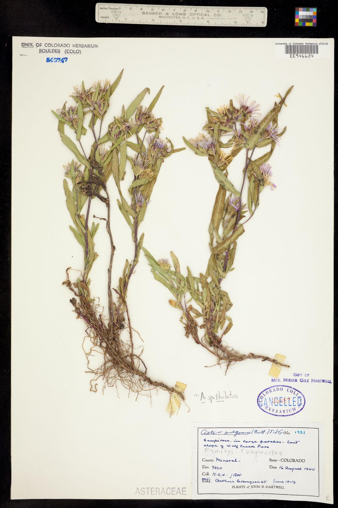 Aster spathulatus image