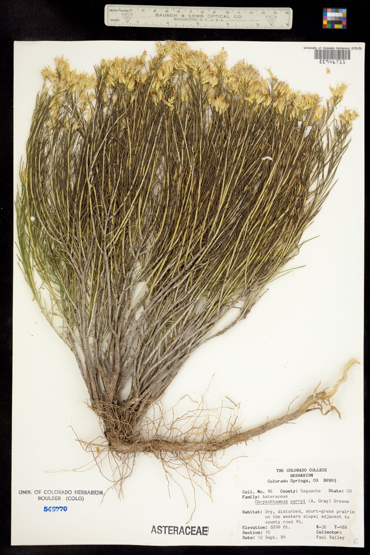 Chrysothamnus parryi image