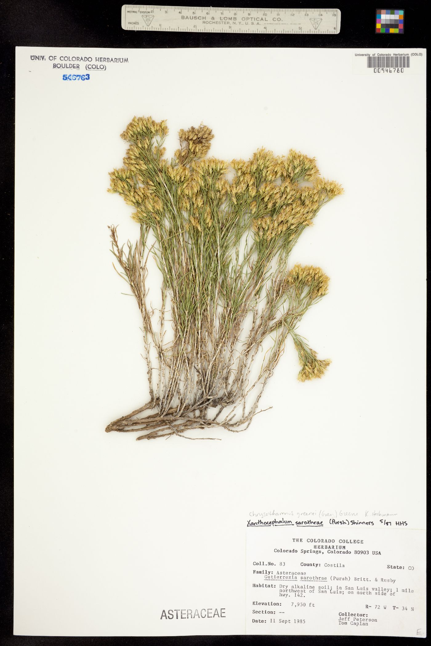 Chrysothamnus greenei image