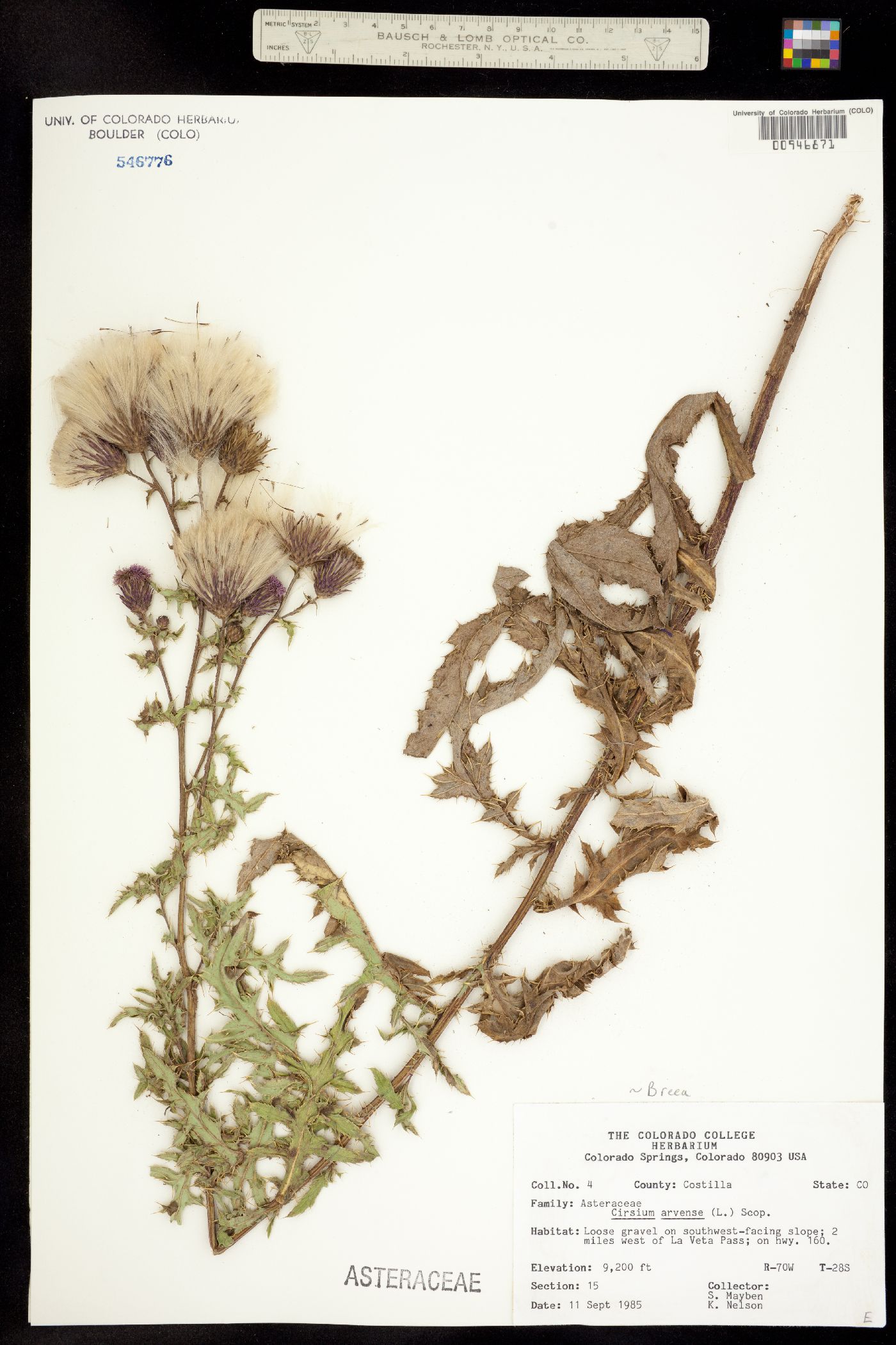 Cirsium arvense image