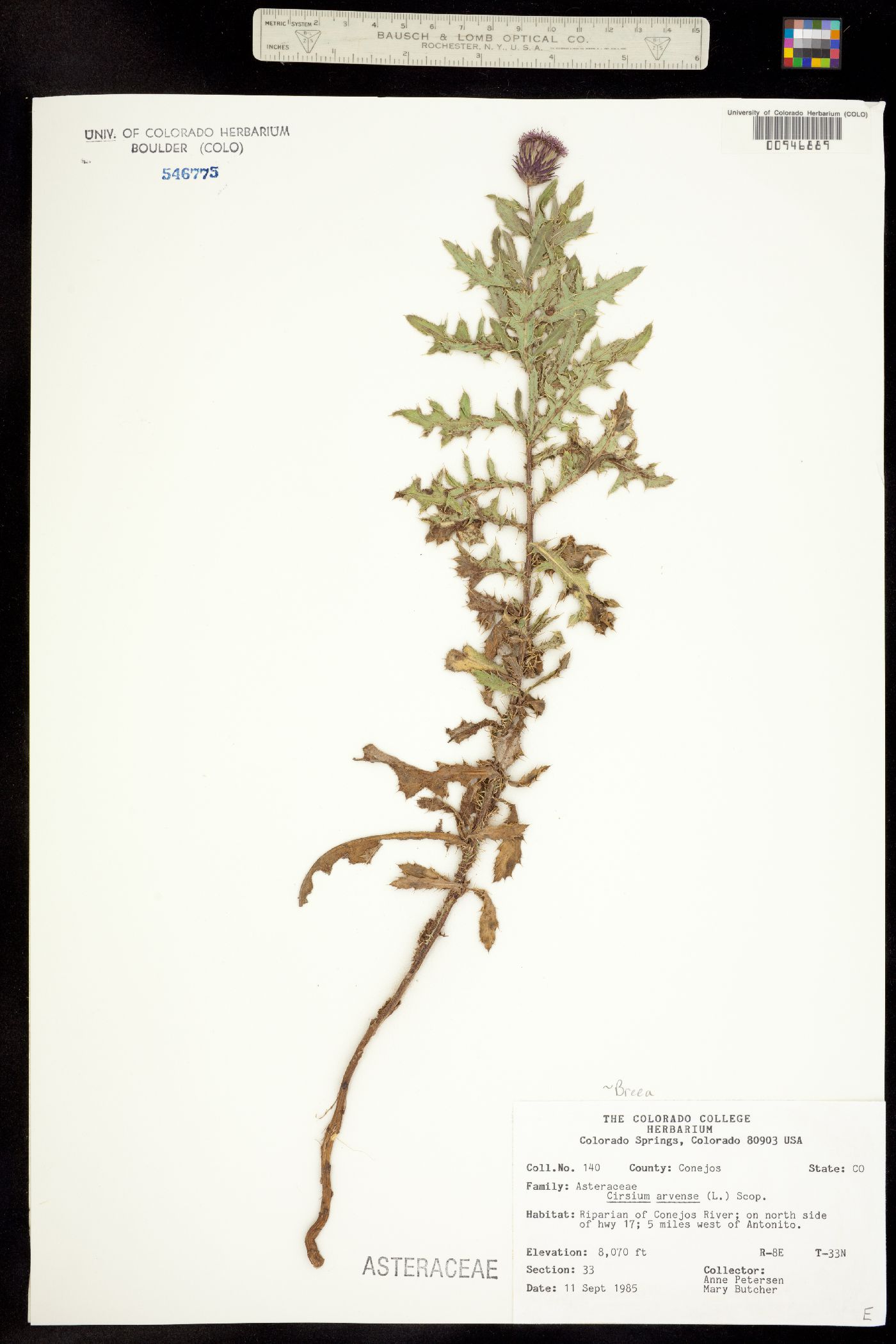 Cirsium arvense image