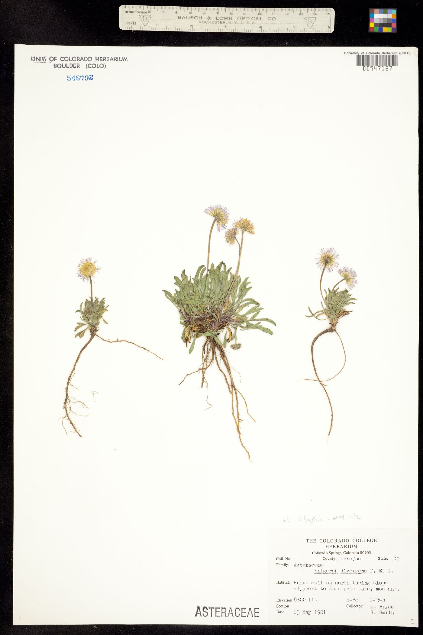 Erigeron flagellaris image