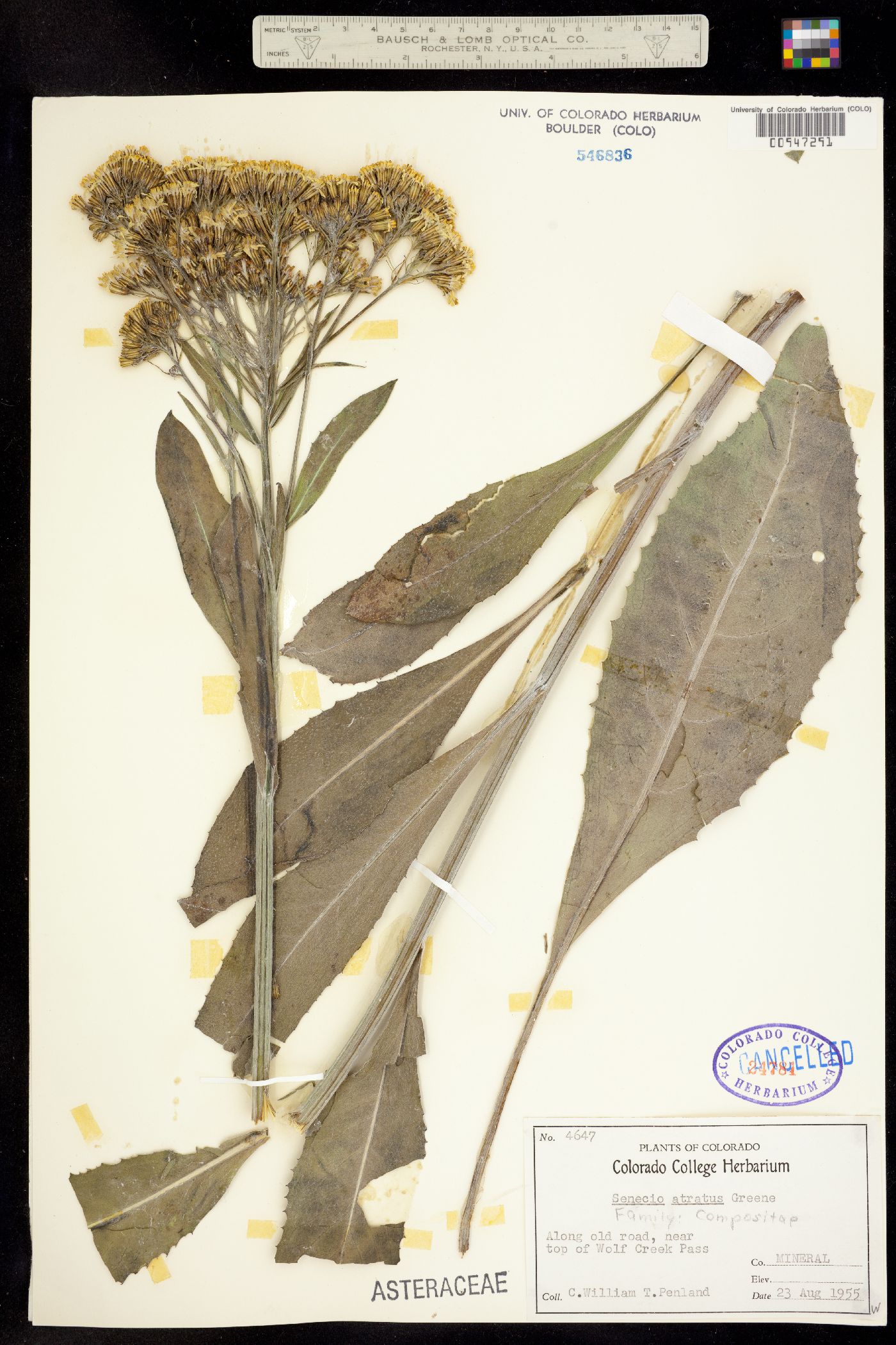 Senecio atratus image