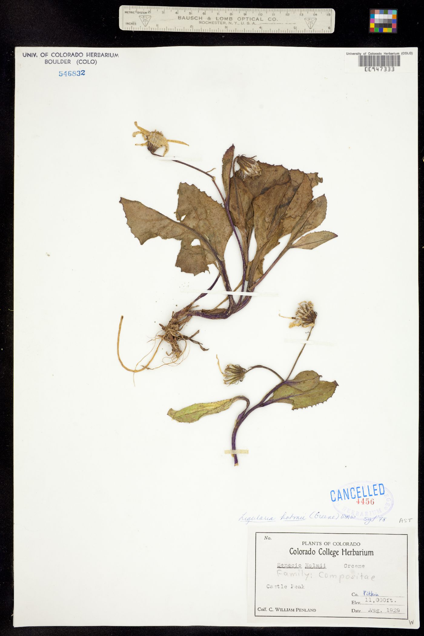 Ligularia image