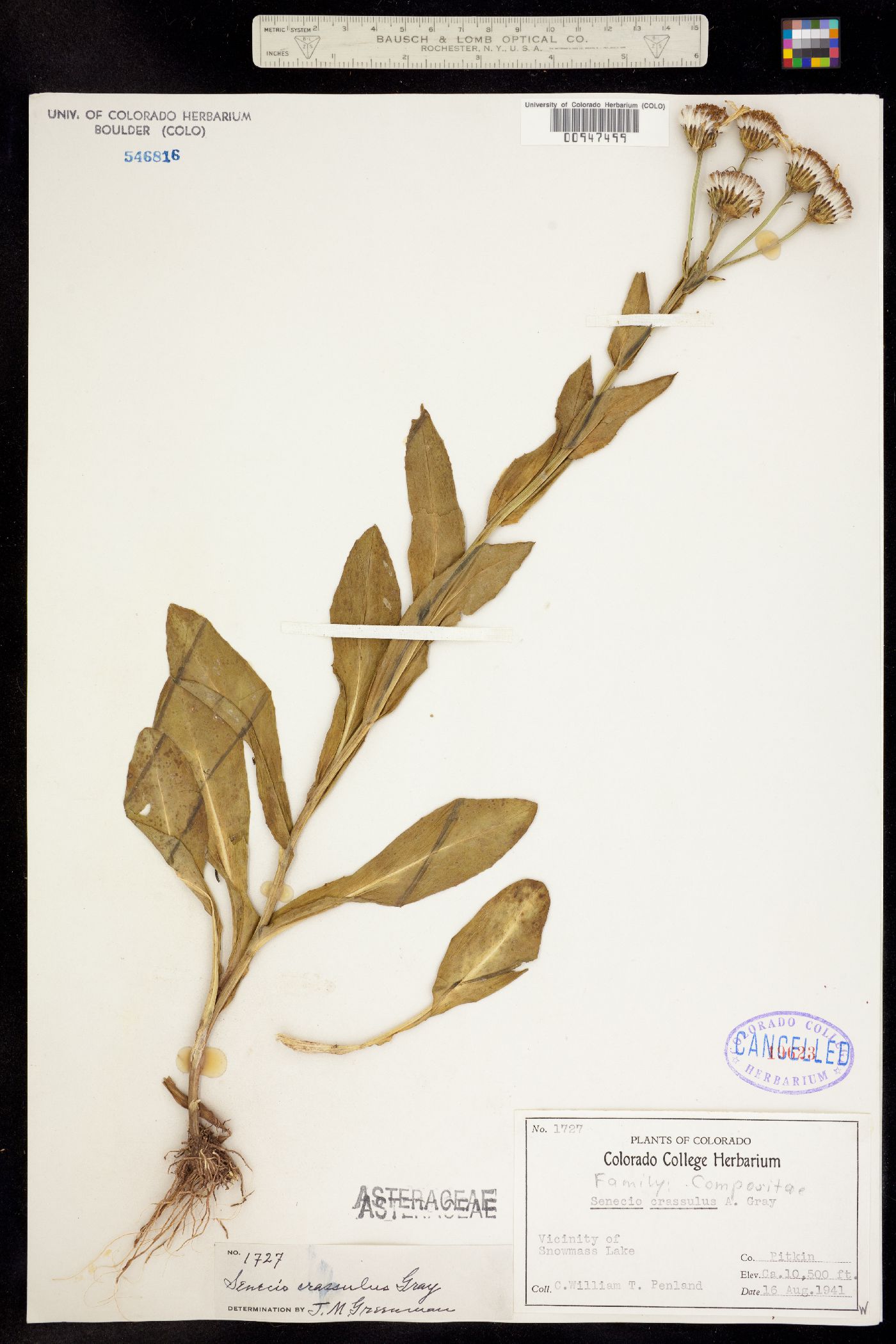 Senecio crassulus image