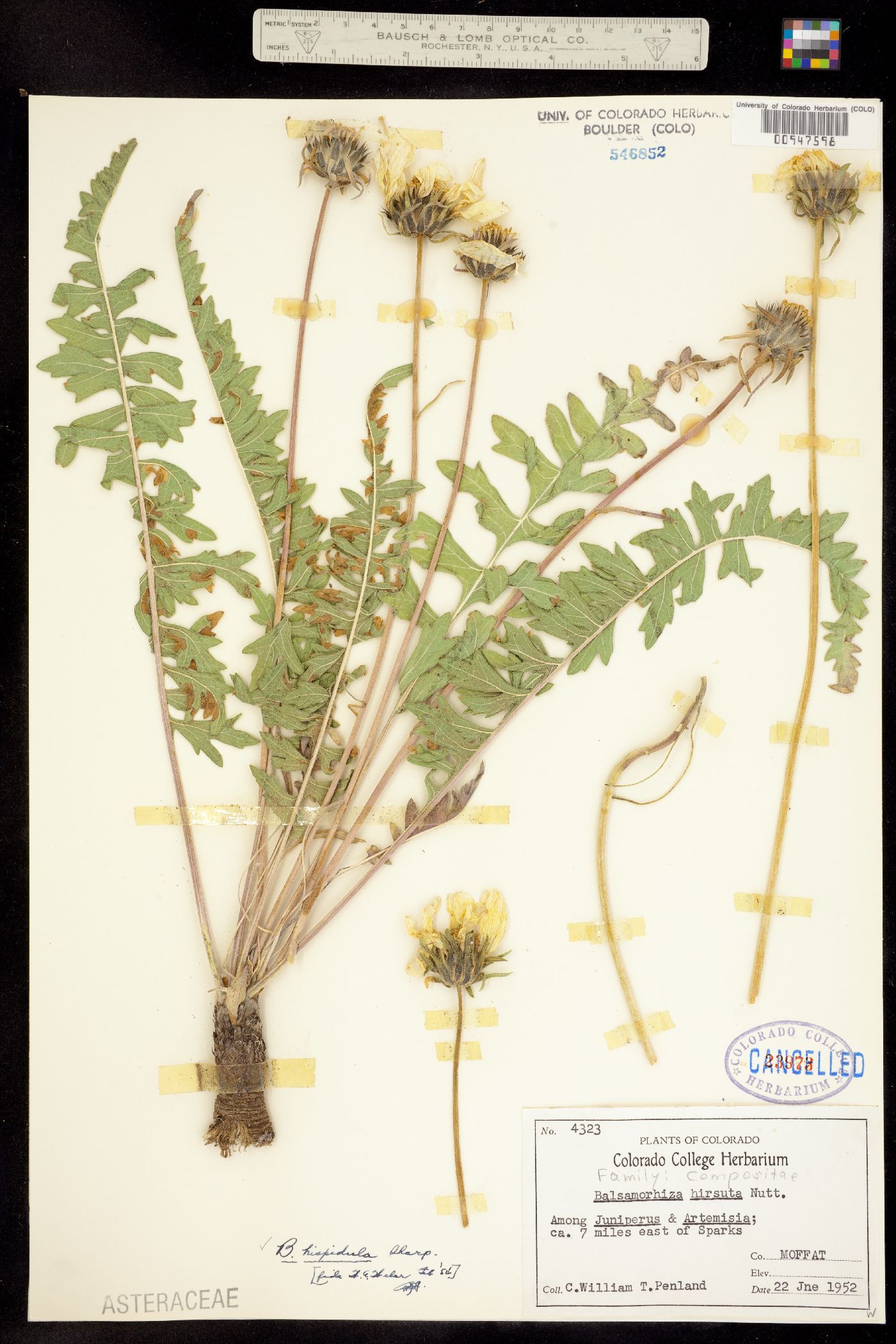 Balsamorhiza hispidula image