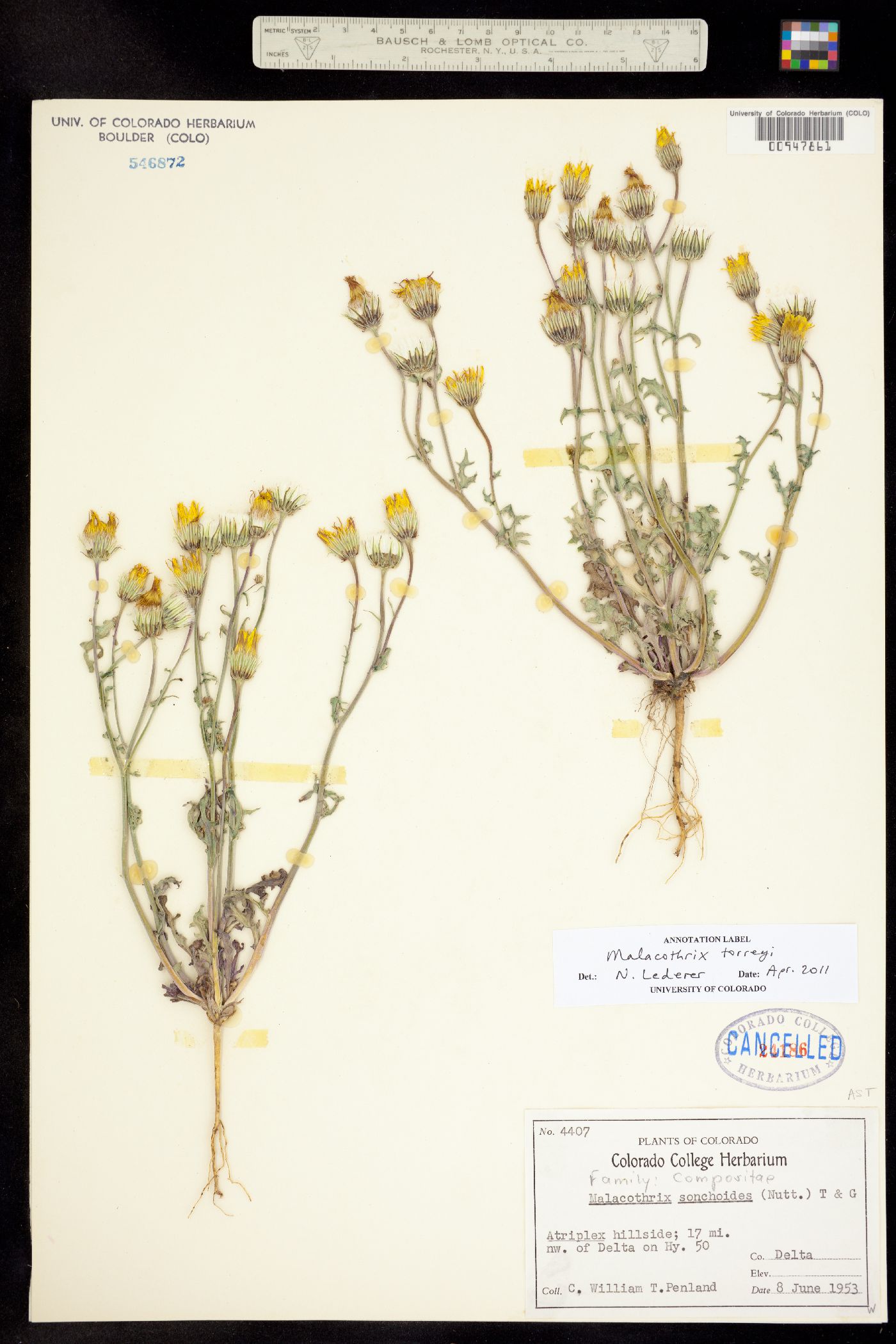 Malacothrix torreyi image