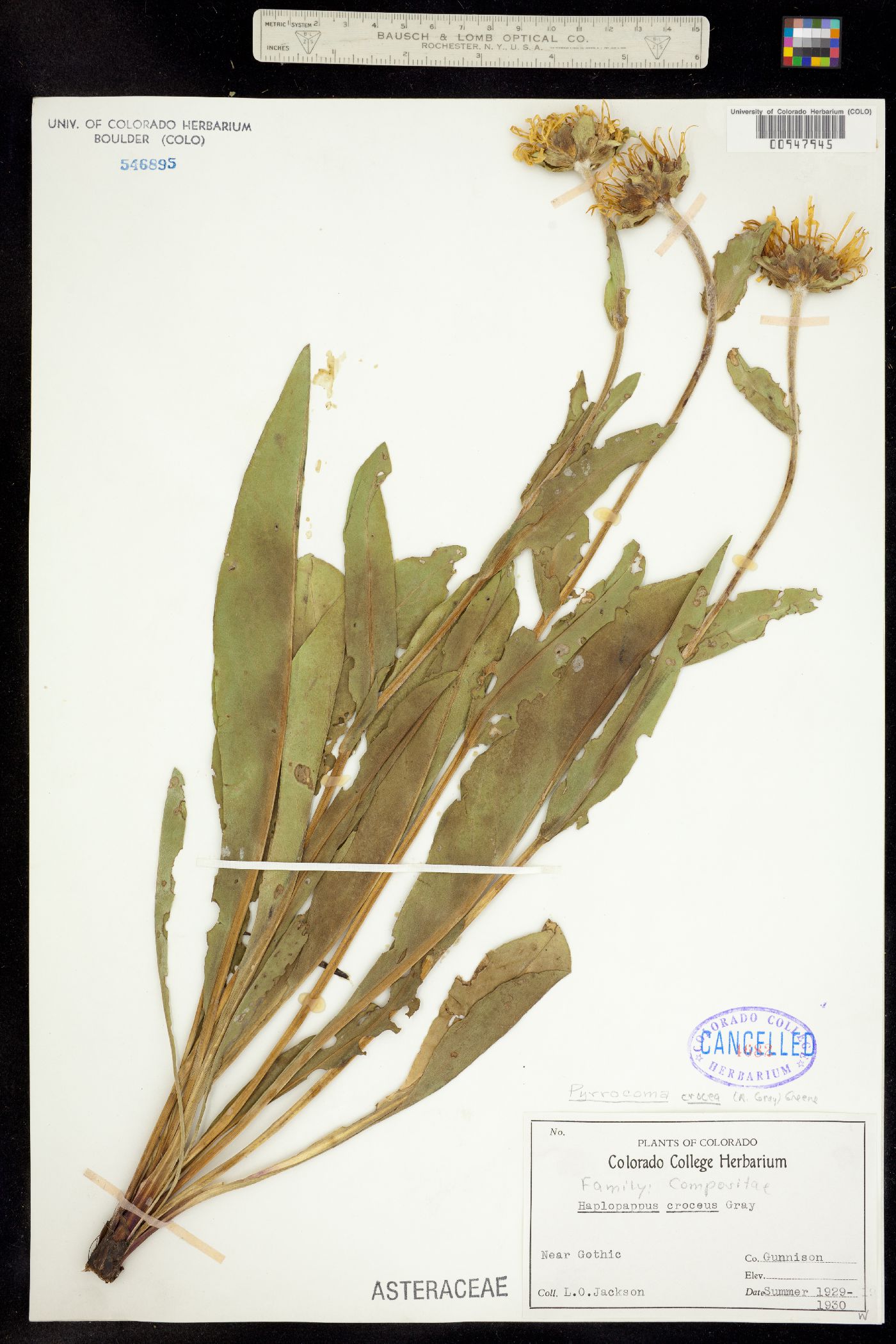 Pyrrocoma crocea image