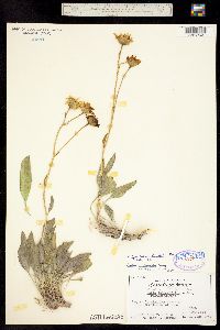 Platyschkuhria integrifolia var. oblongifolia image