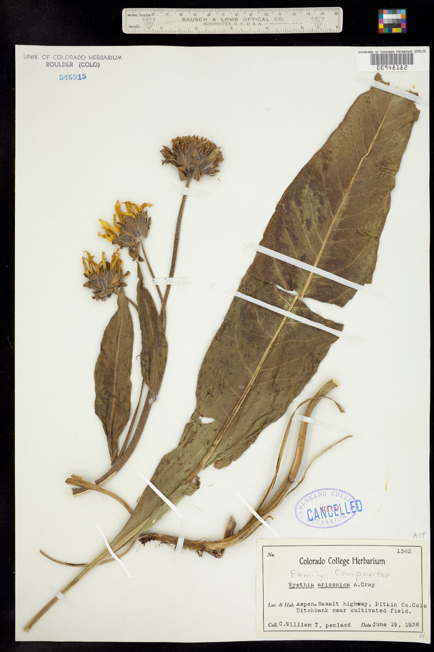 Wyethia arizonica image