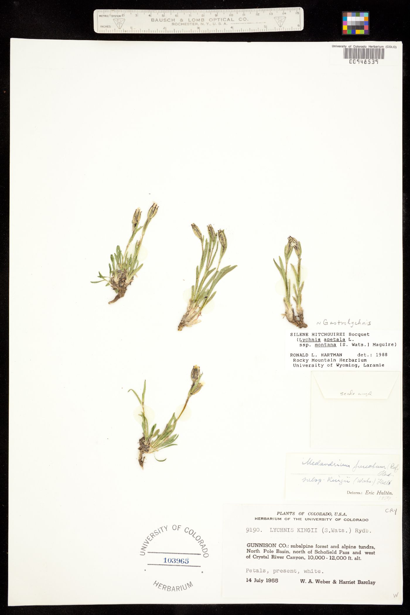 Gastrolychnis hitchguirei image