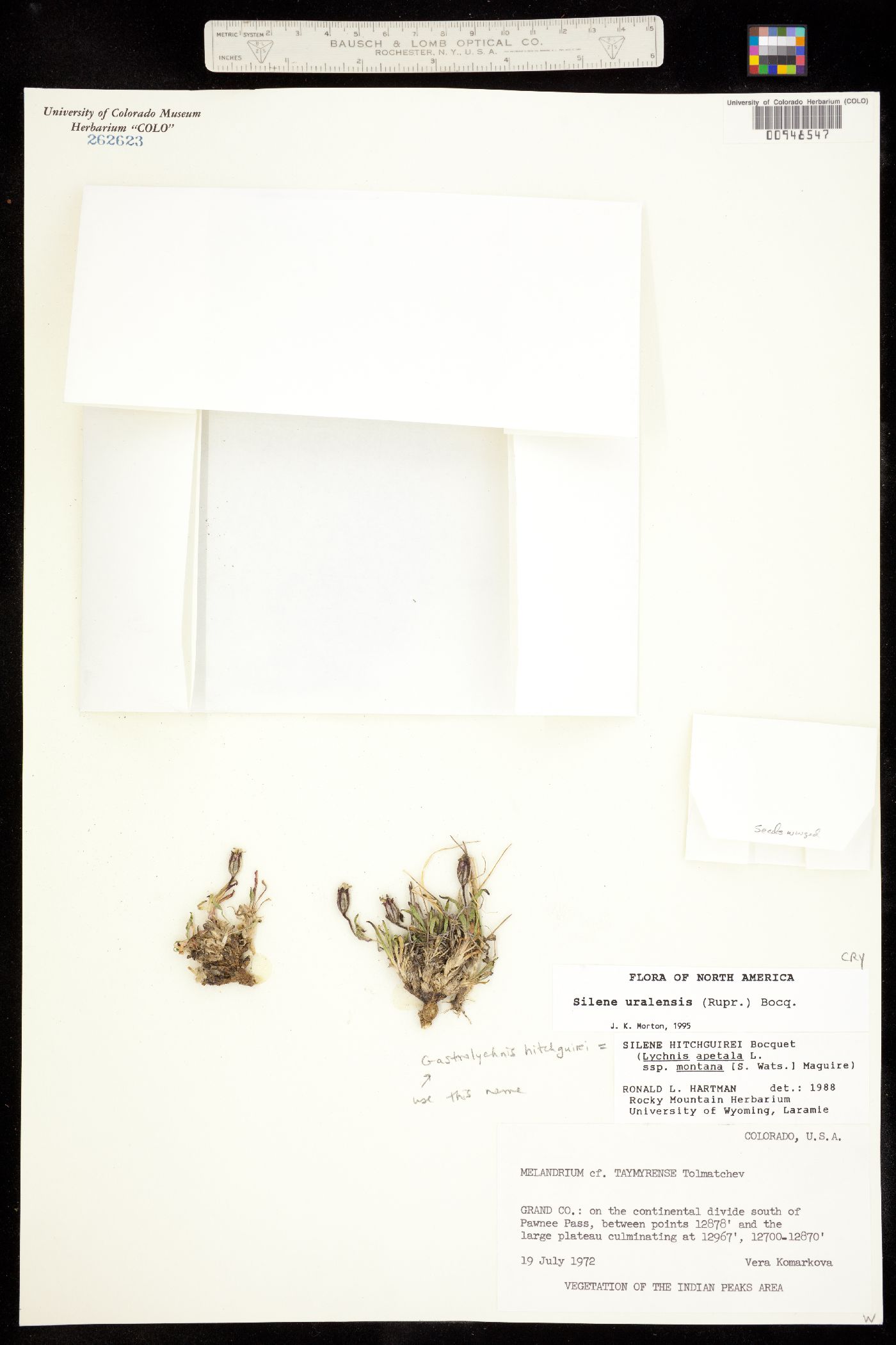 Gastrolychnis hitchguirei image