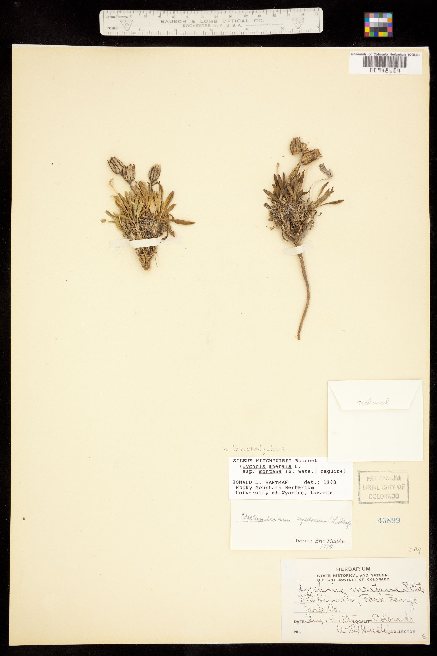 Gastrolychnis hitchguirei image