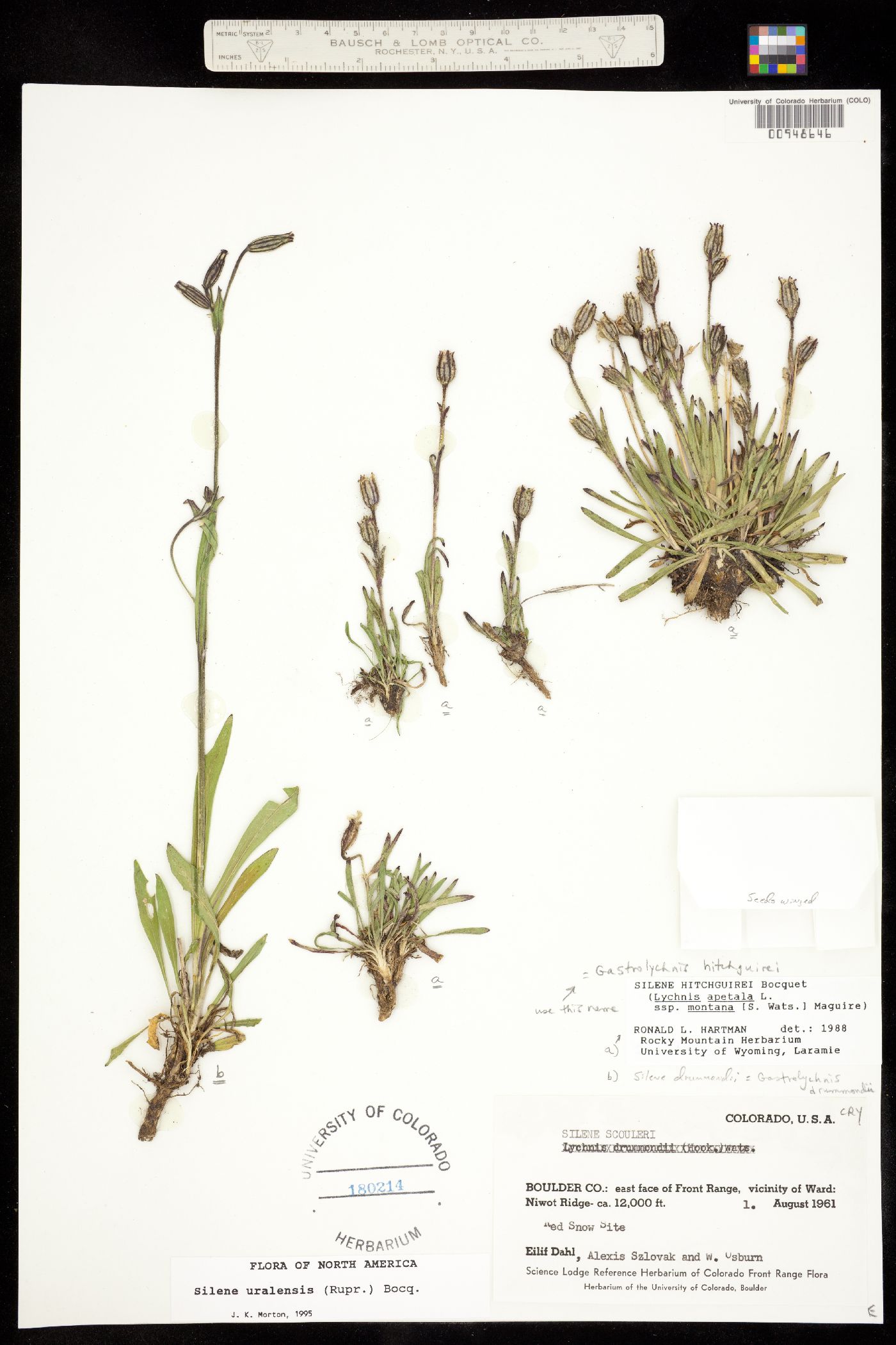 Silene hitchguirei image