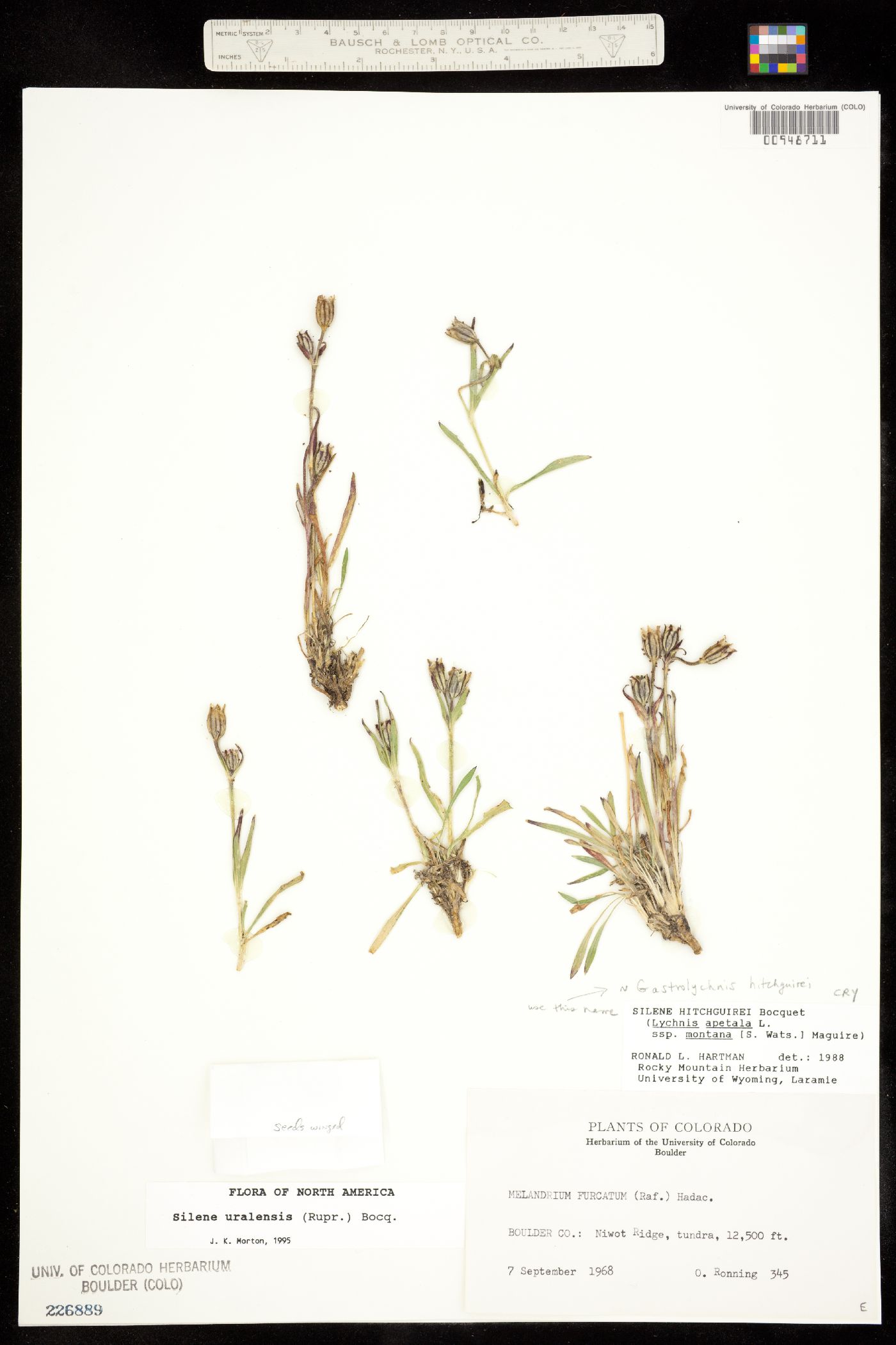Gastrolychnis hitchguirei image