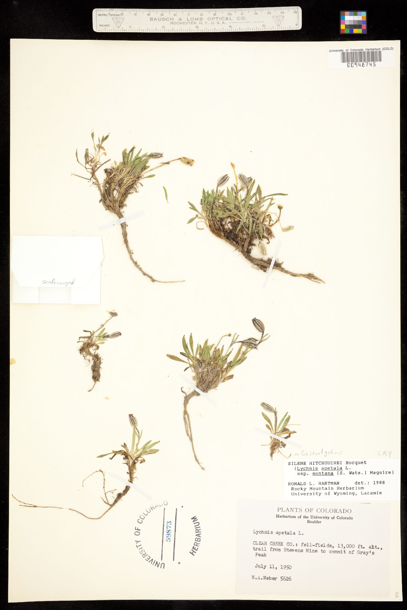 Gastrolychnis hitchguirei image