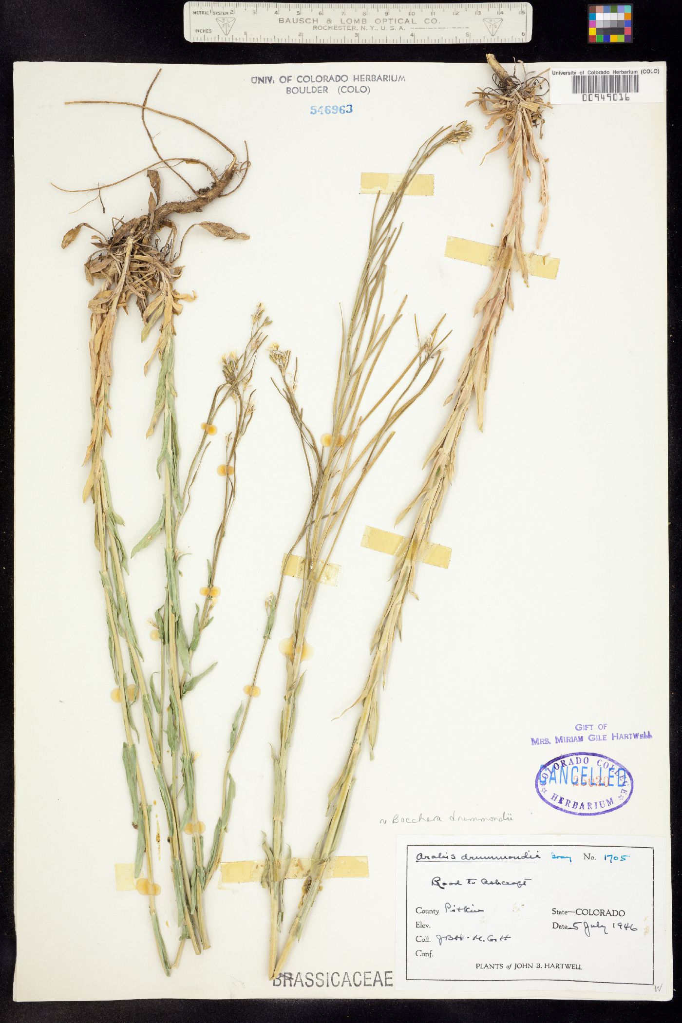 Boechera stricta image