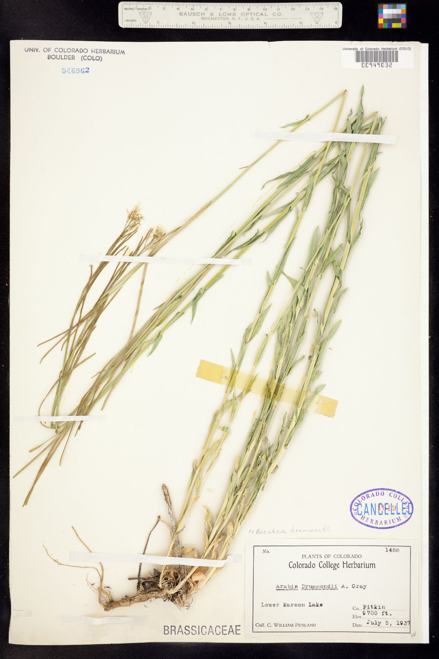 Boechera stricta image