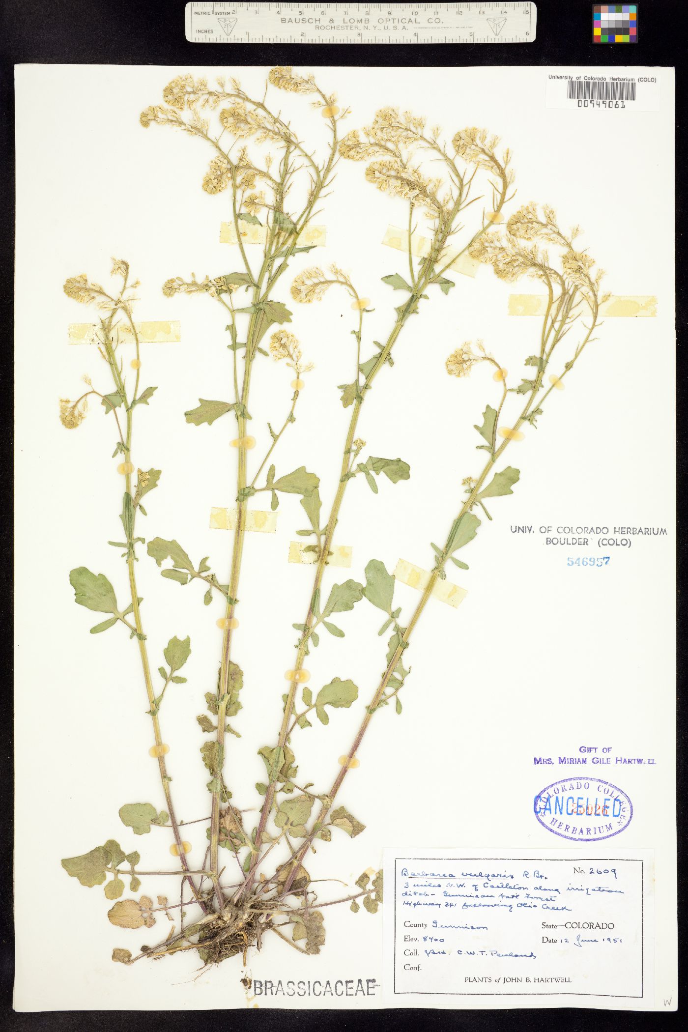 Barbarea vulgaris image