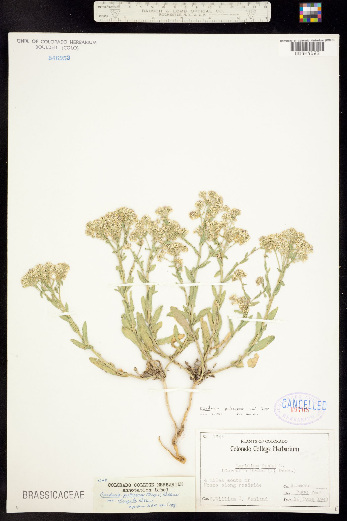 Lepidium appelianum image