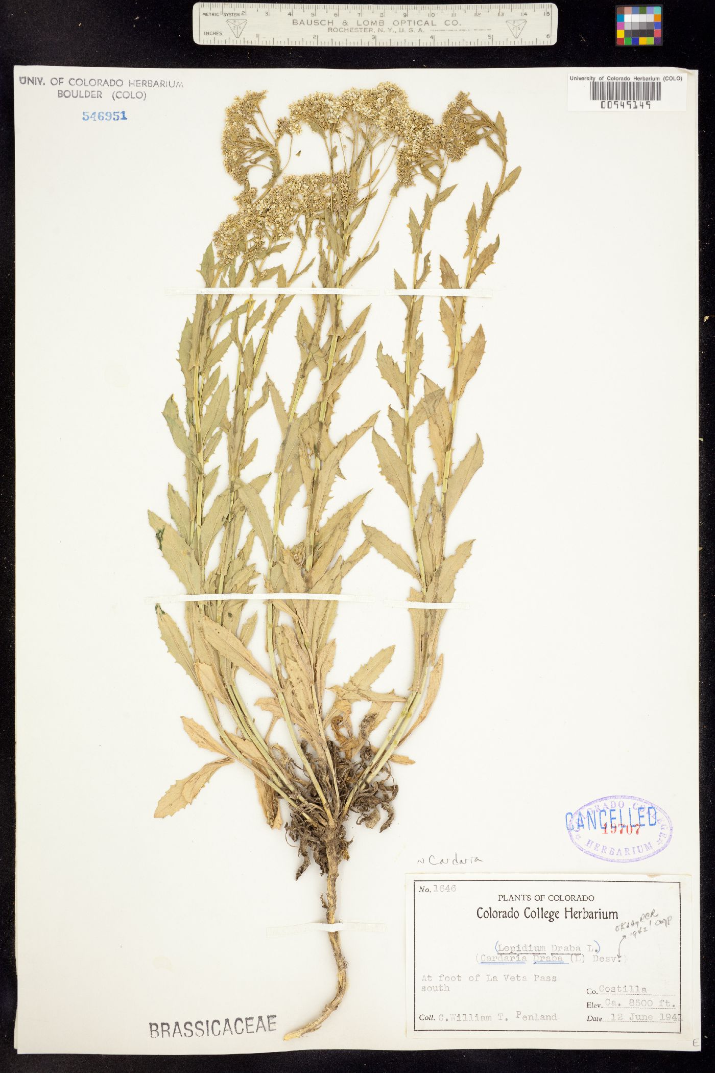 Lepidium draba image