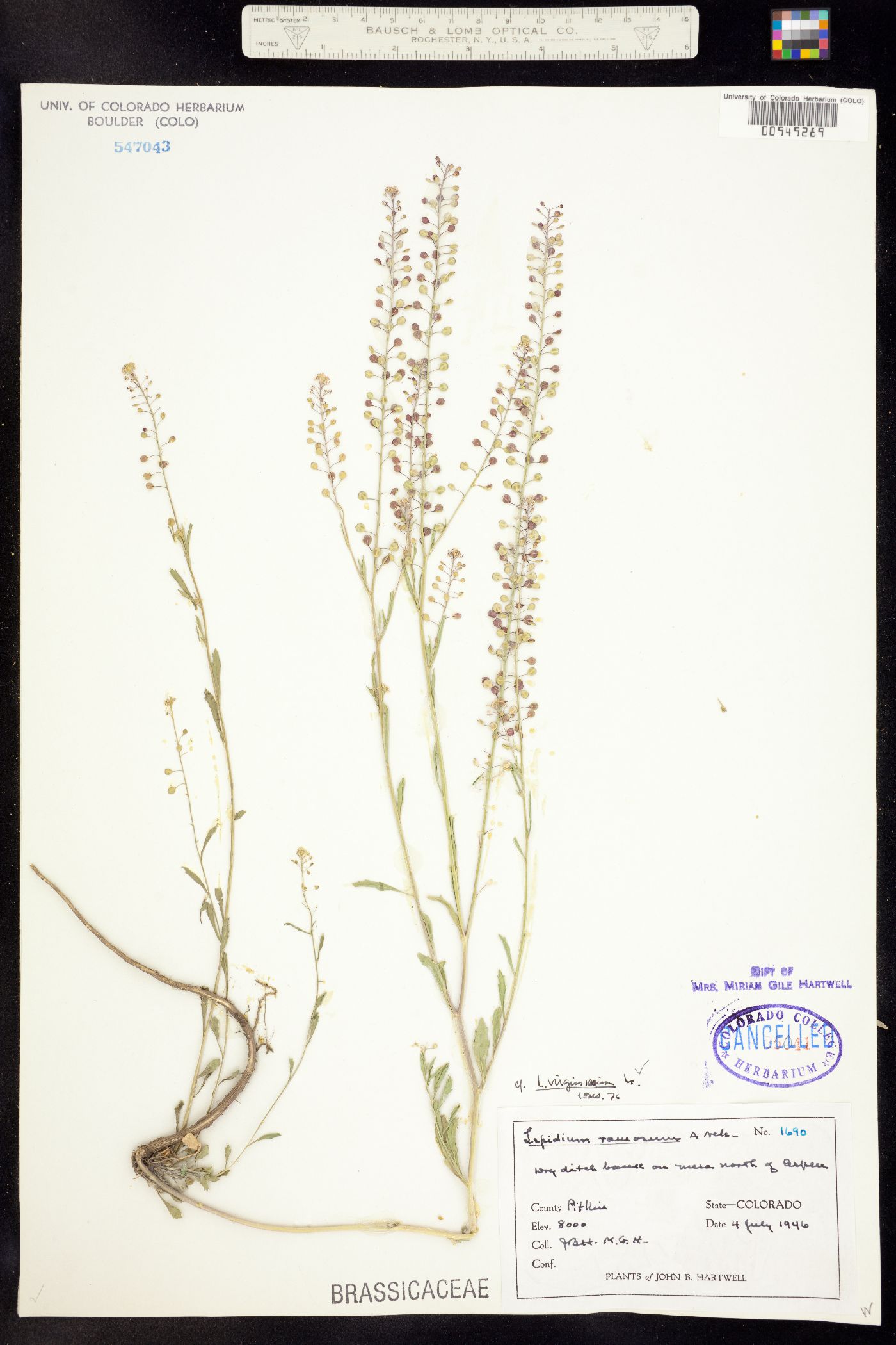 Lepidium virginicum image