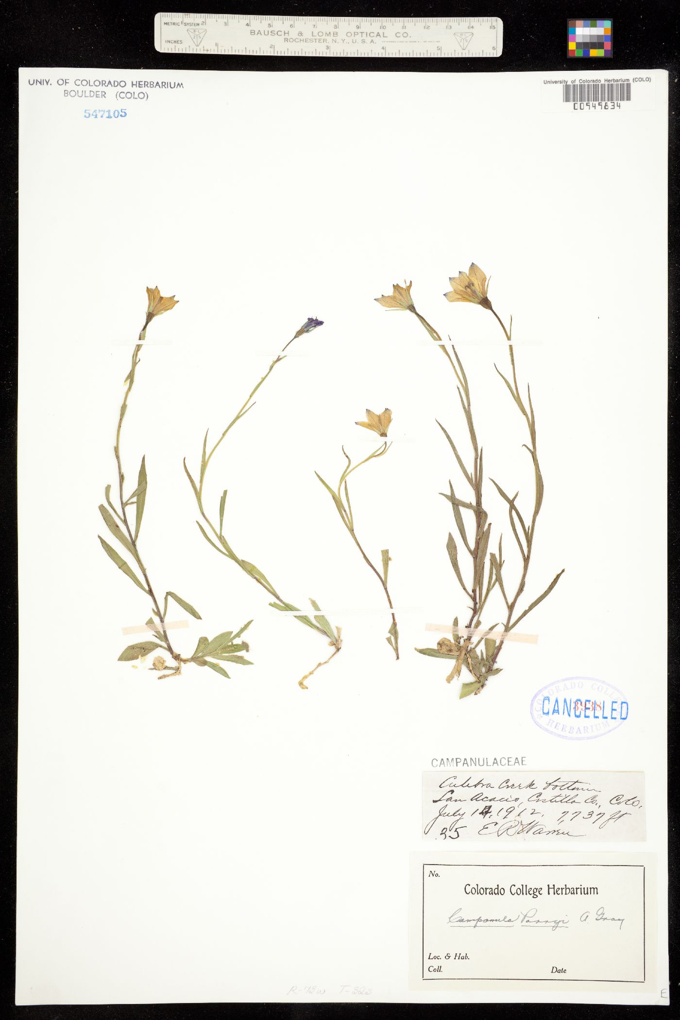 Campanula image