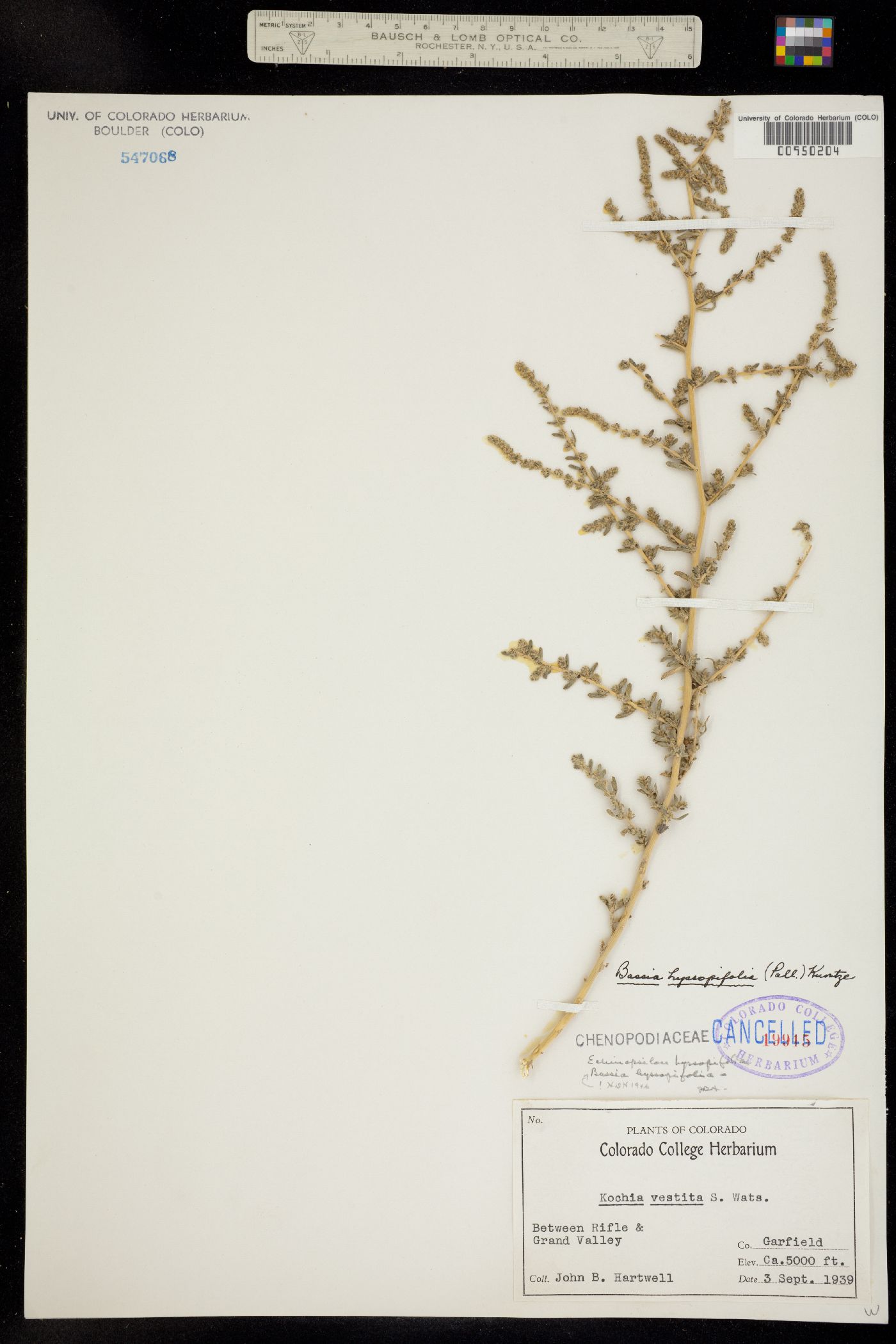 Bassia hyssopifolia image