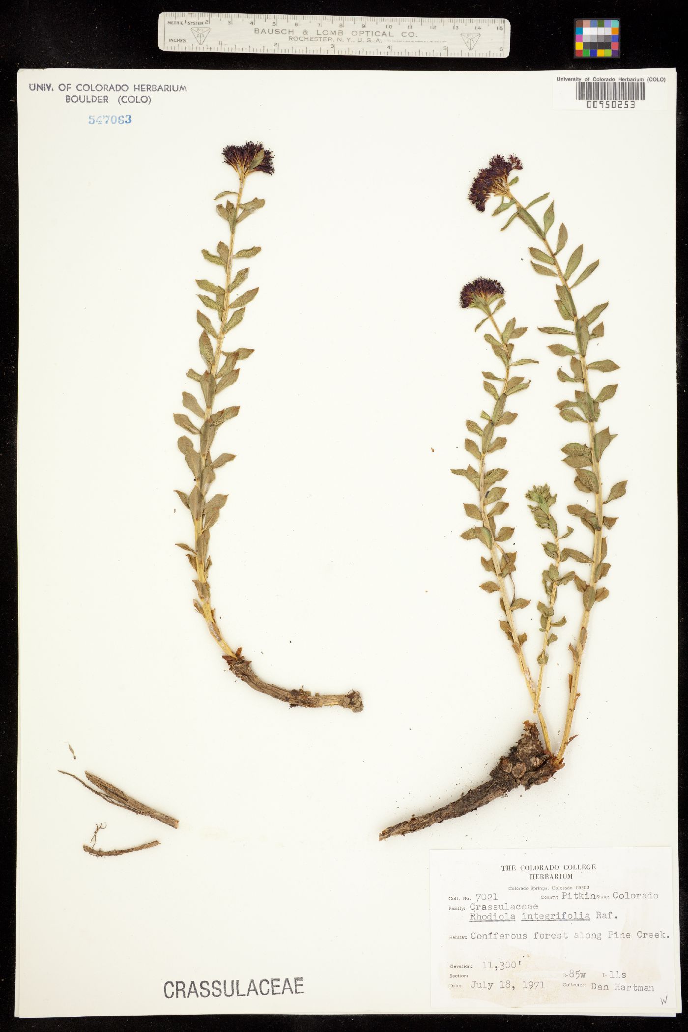 Rhodiola integrifolia image