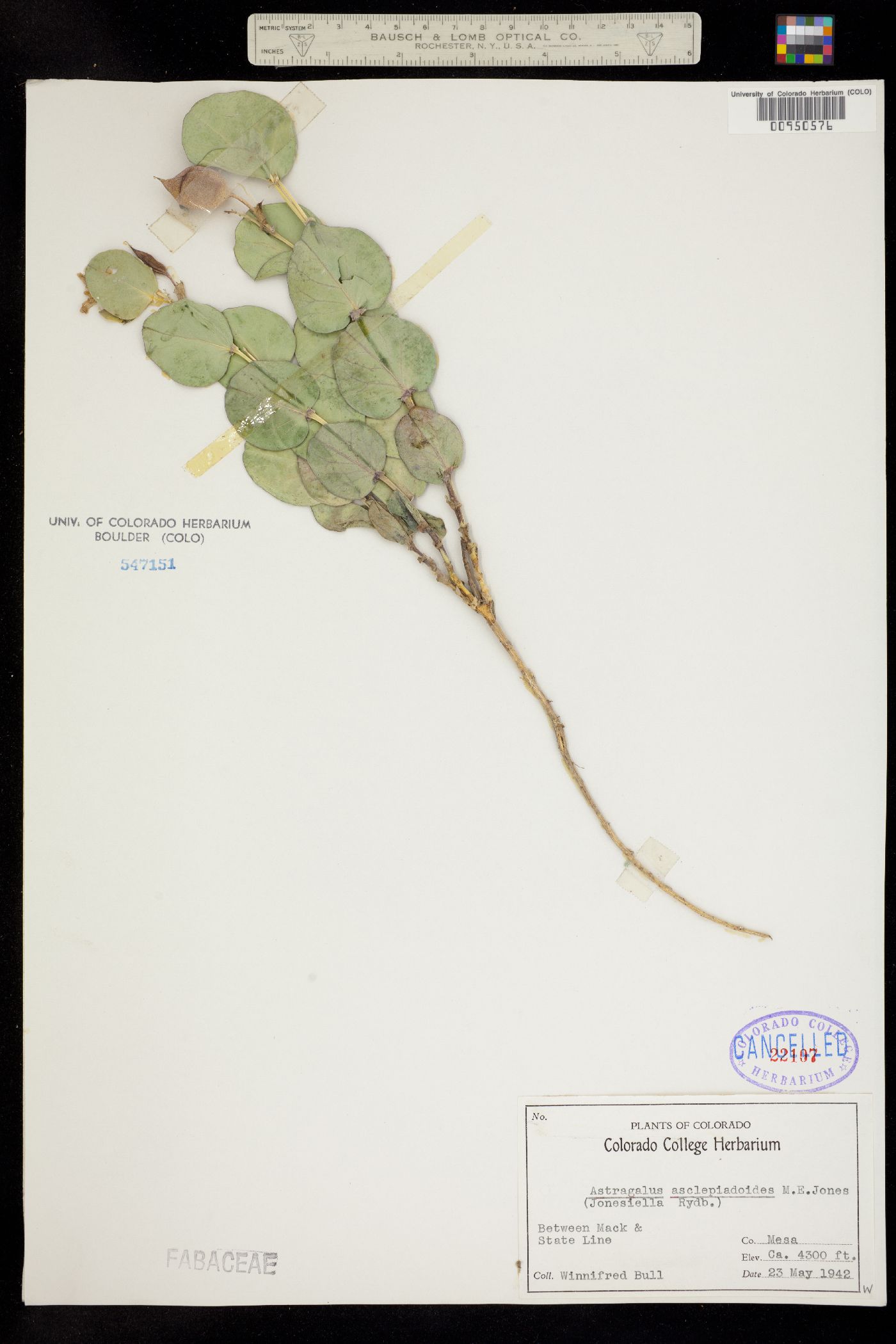 Astragalus asclepiadoides image