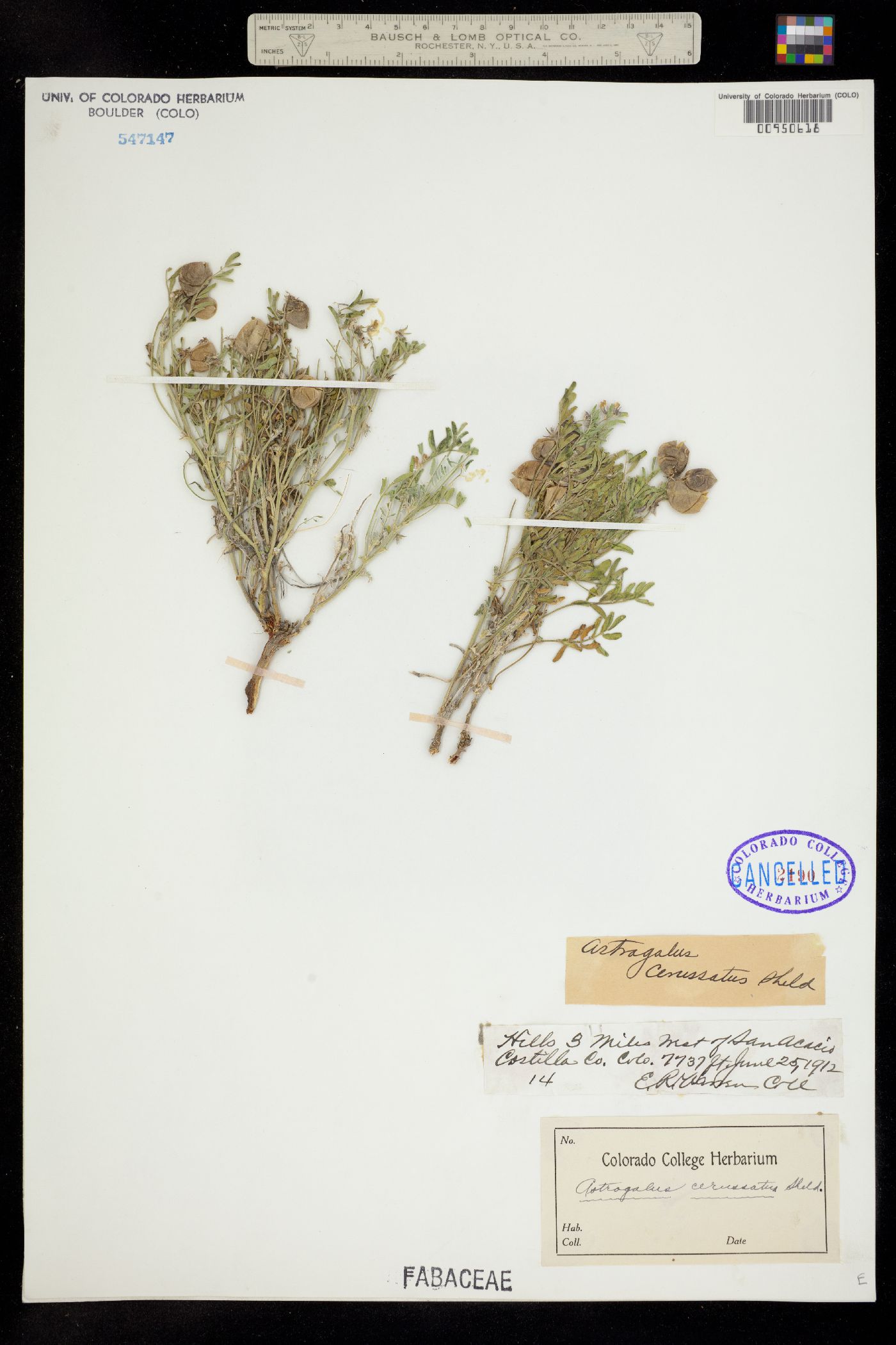 Astragalus cerussatus image