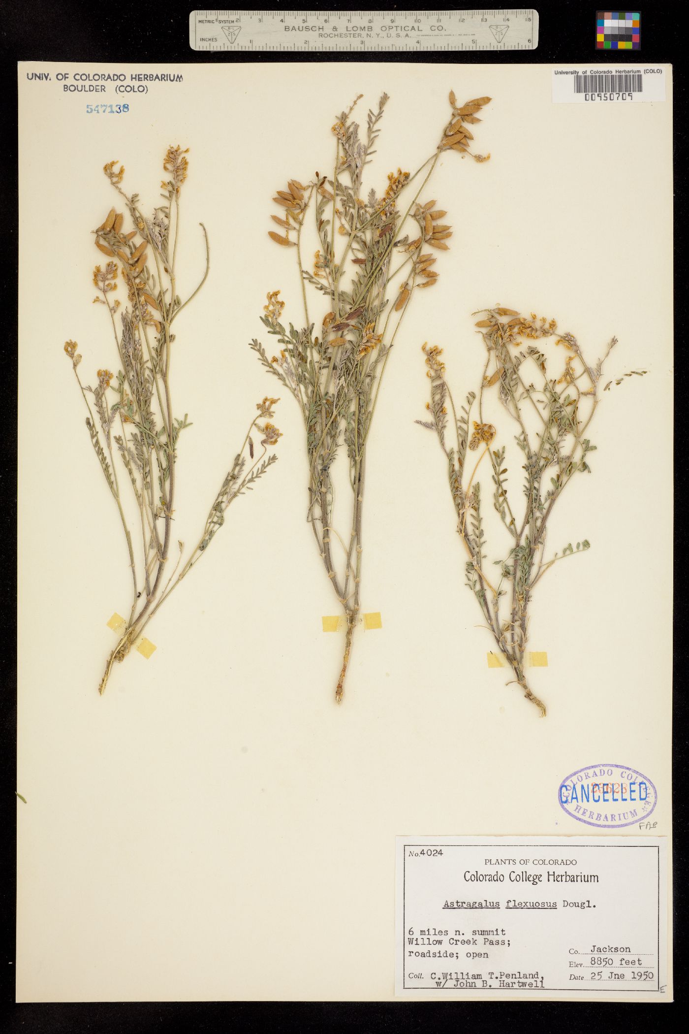 Astragalus flexuosus image