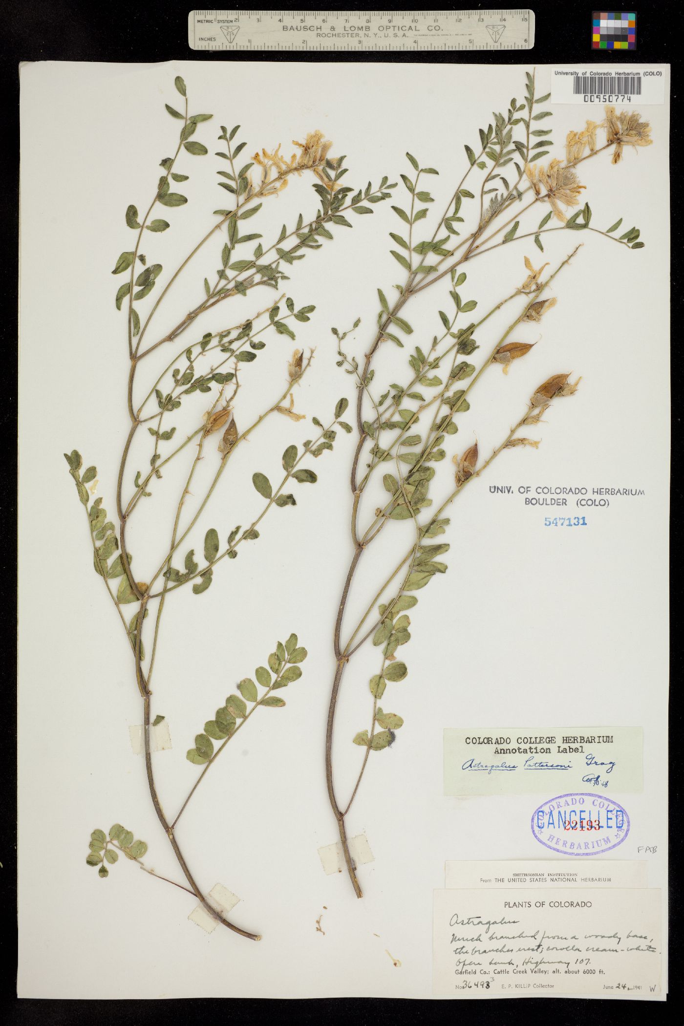 Astragalus pattersonii image