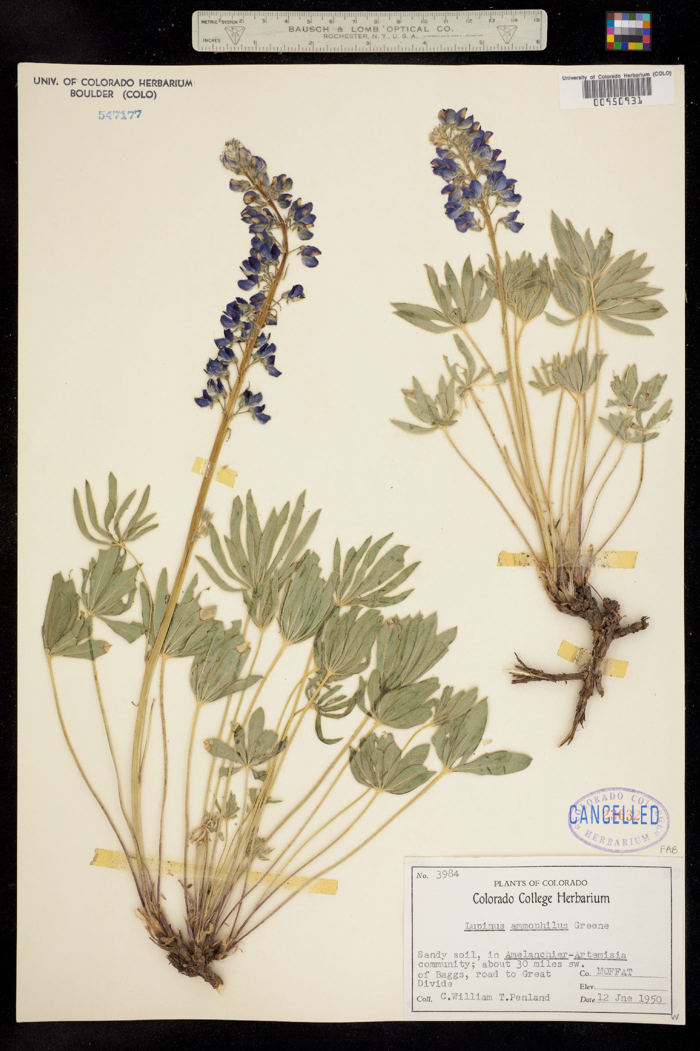 Lupinus ammophilus image