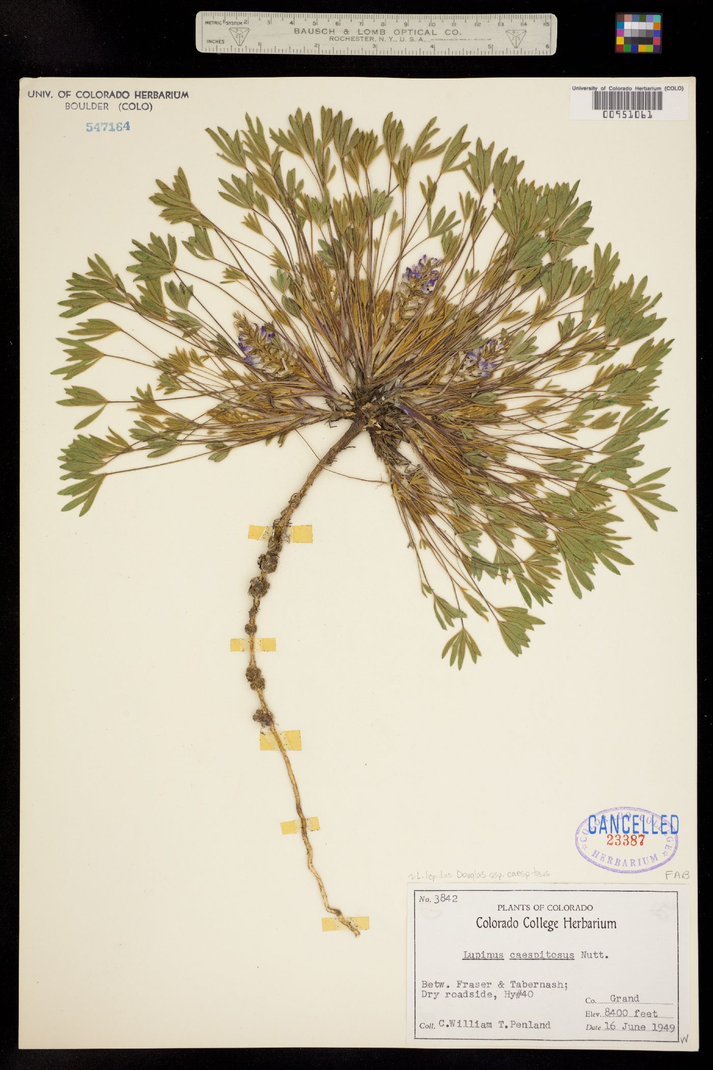 Lupinus lepidus subsp. caespitosus image