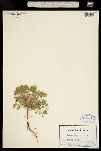 Lupinus lepidus subsp. caespitosus image