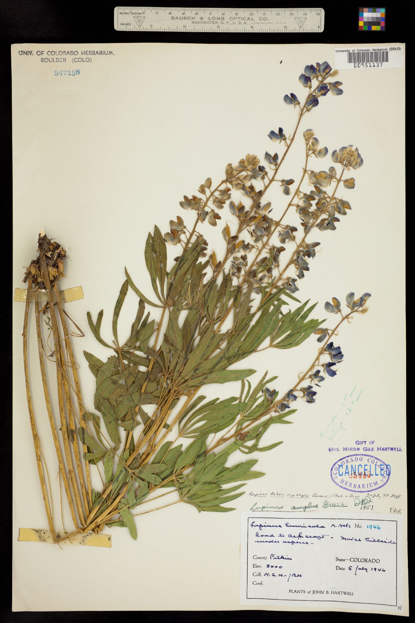 Lupinus bakeri ssp. amplus image