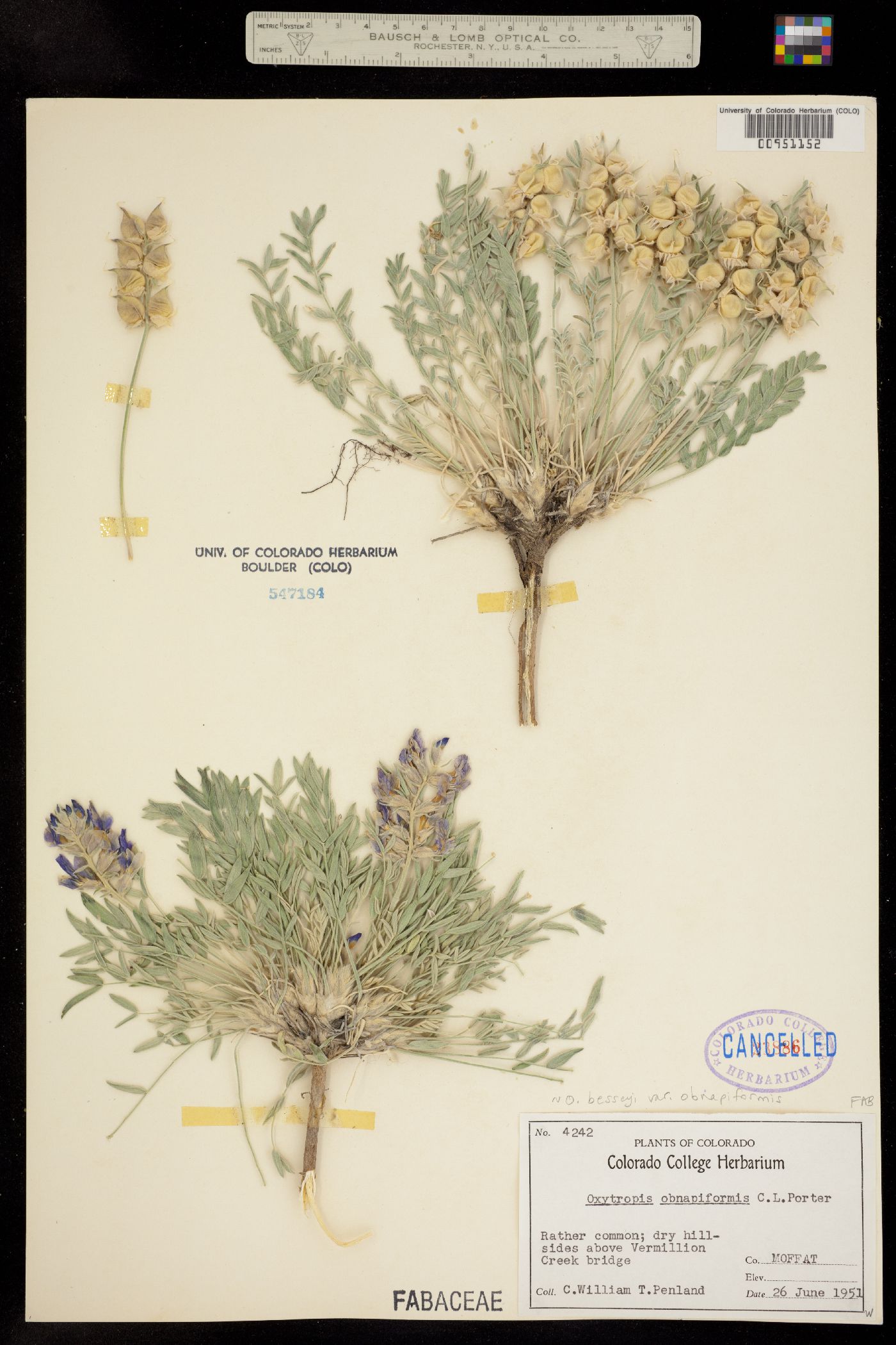 Oxytropis besseyi image