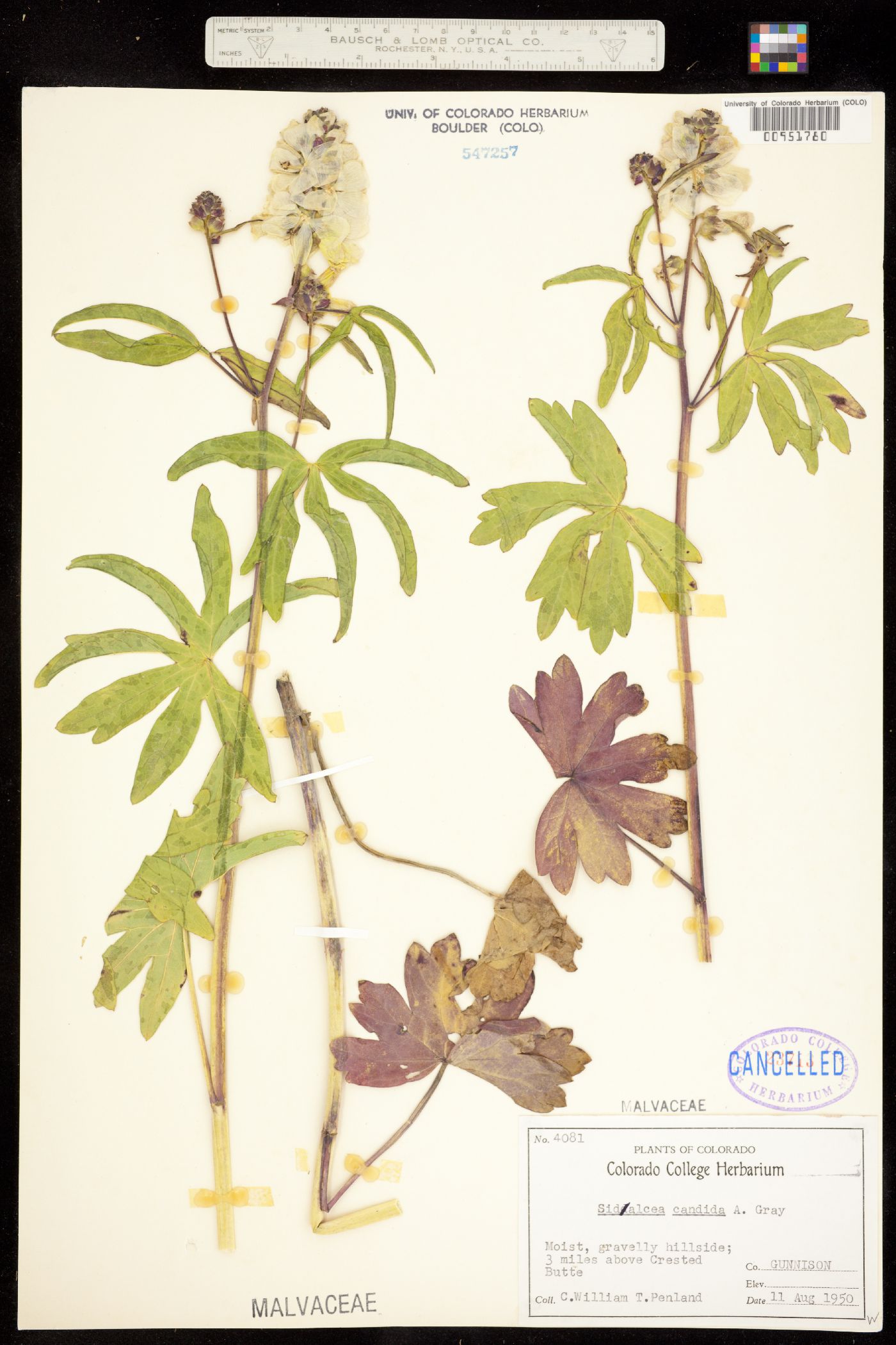 Sidalcea candida image