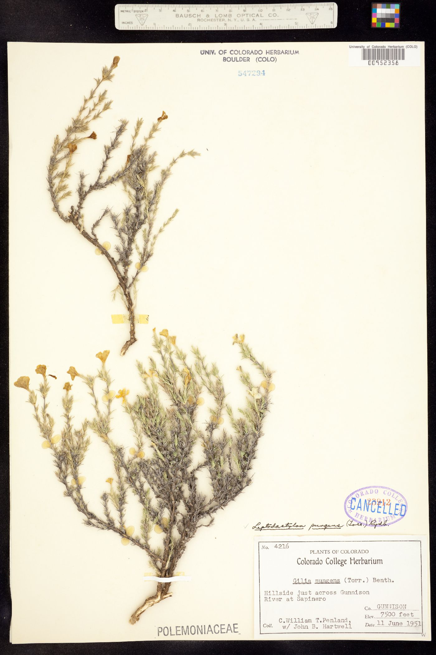 Linanthus pungens image