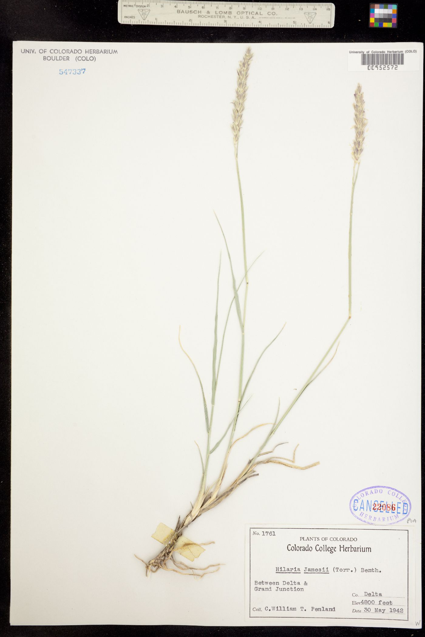 Hilaria jamesii image