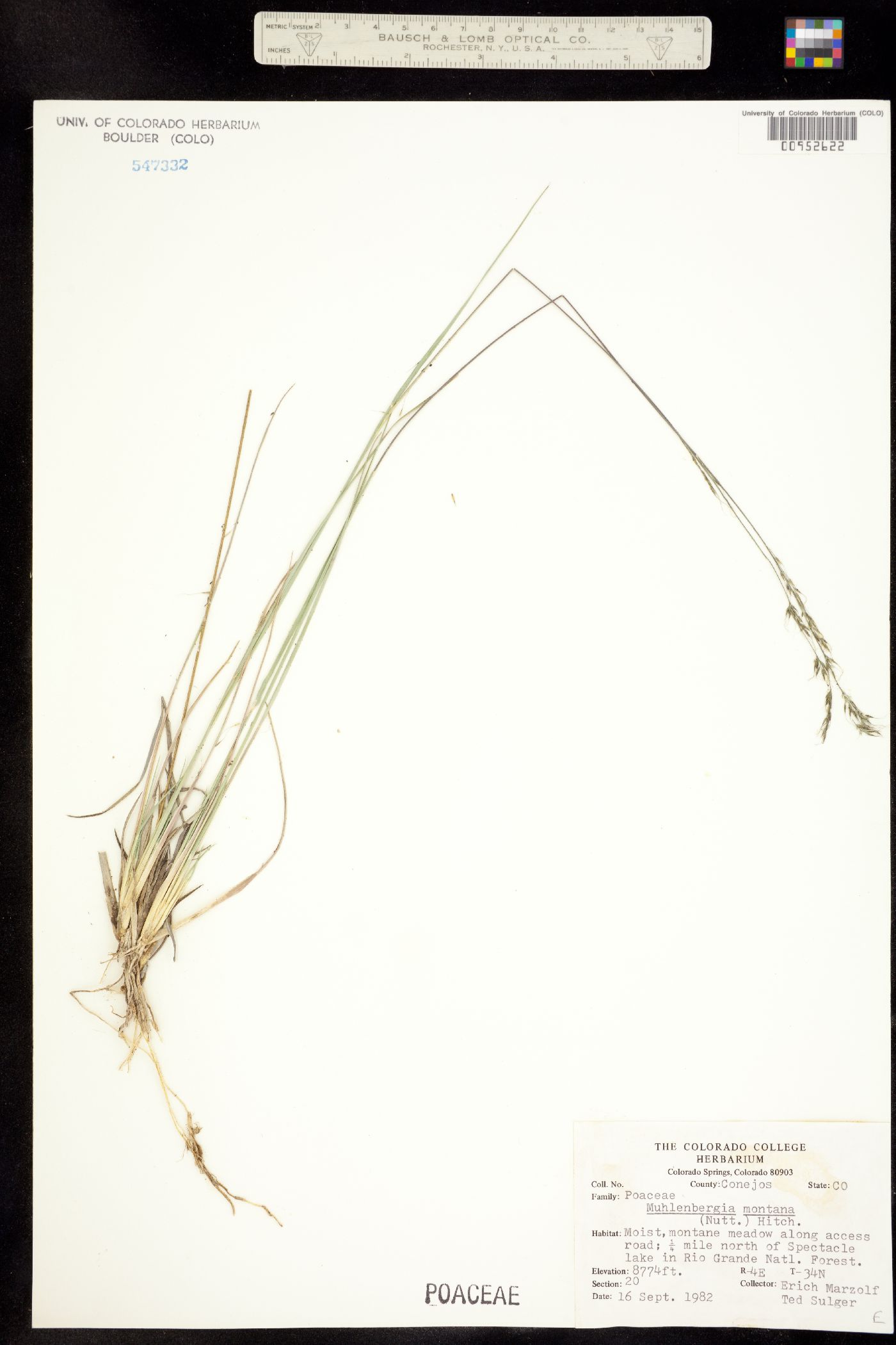 Muhlenbergia montana image