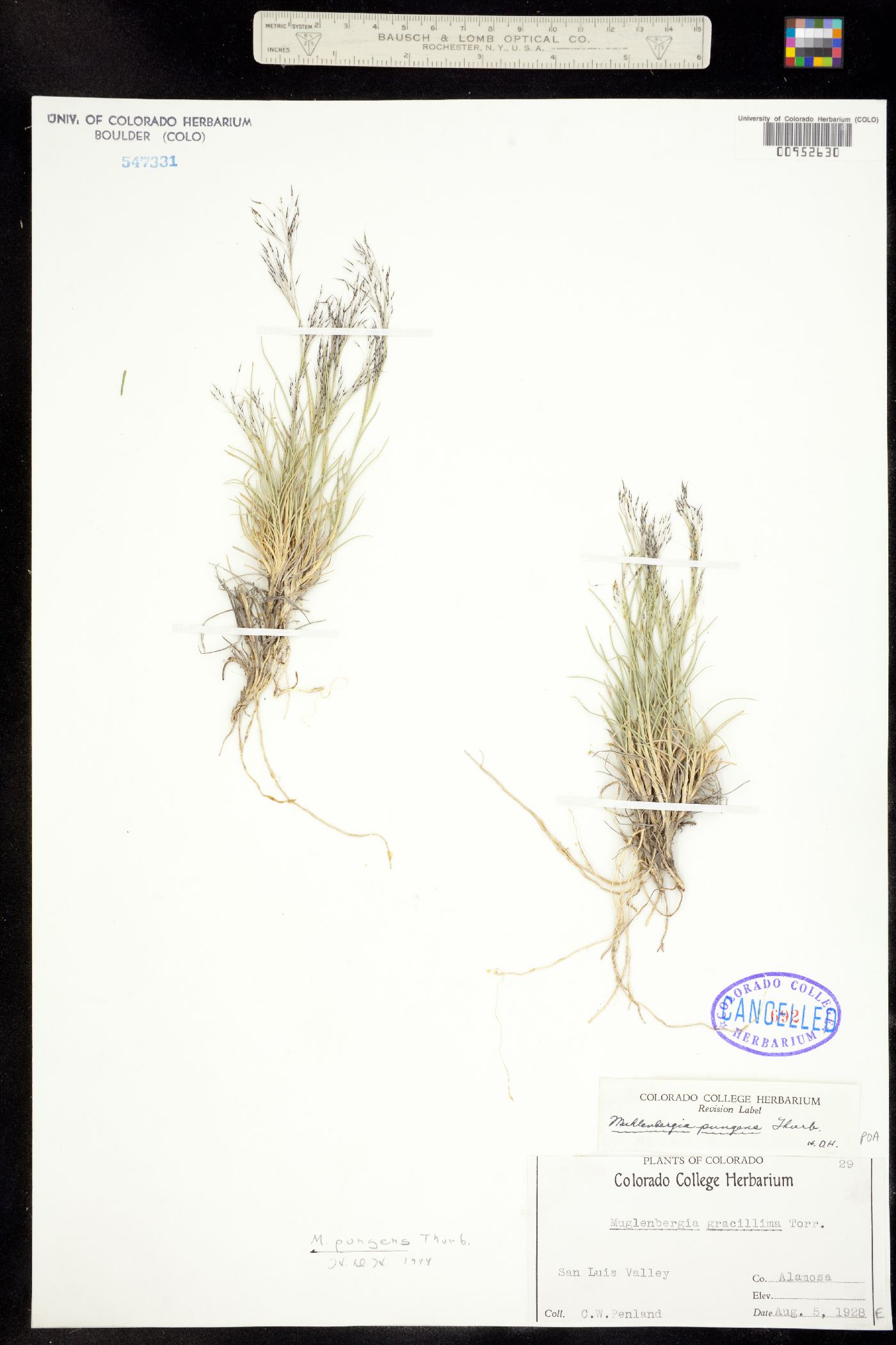 Muhlenbergia pungens image